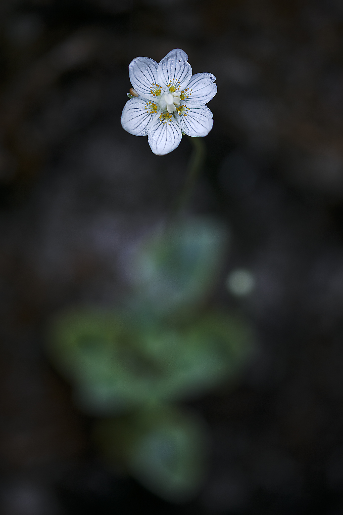Parnassia