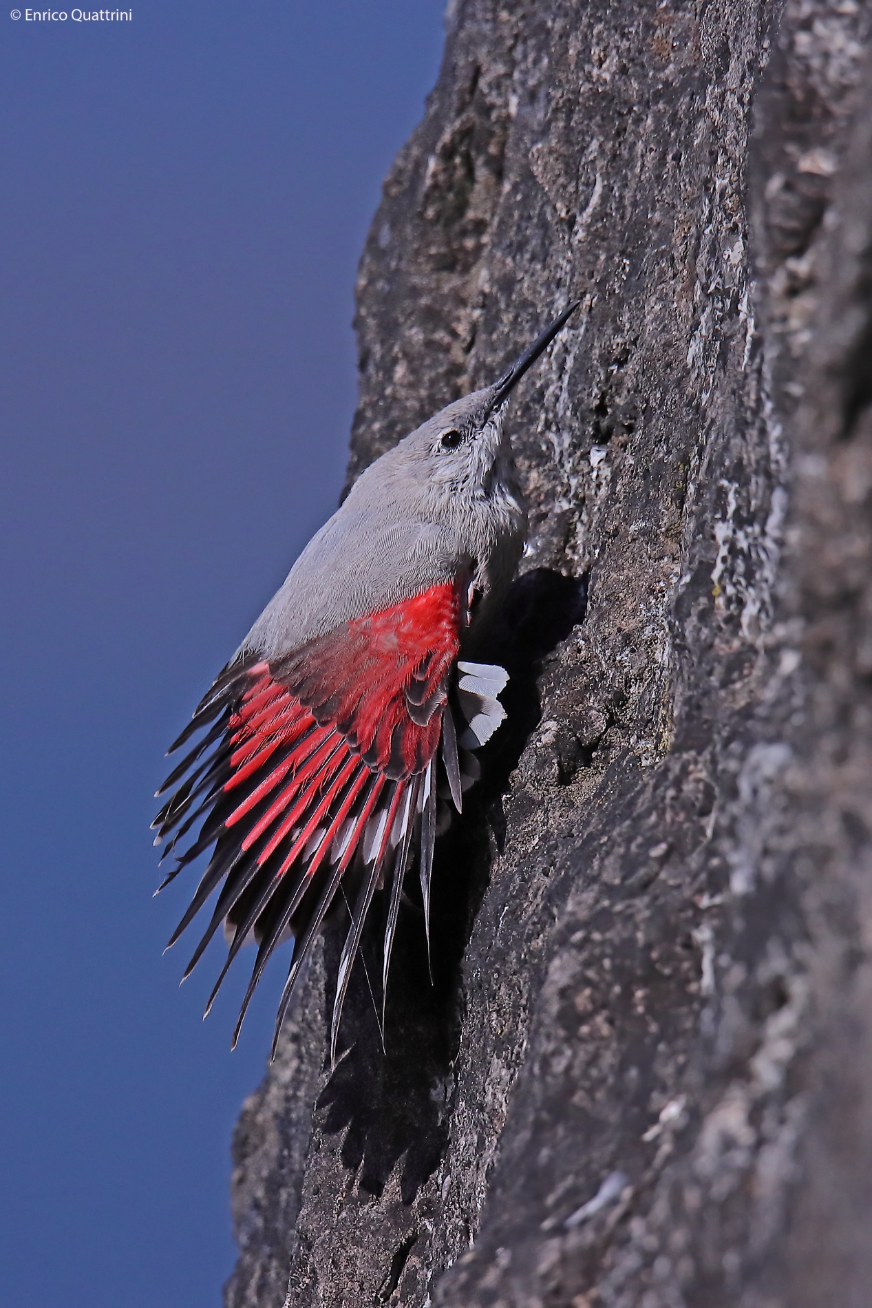Wallcreeper