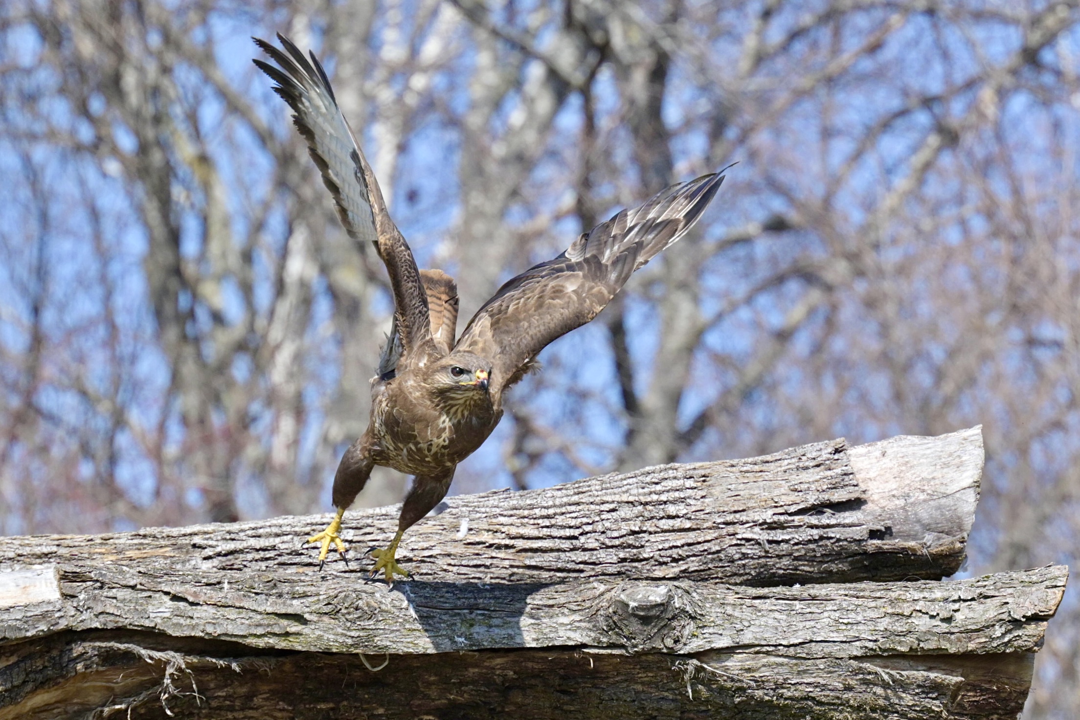 The detachment of the buzzard
