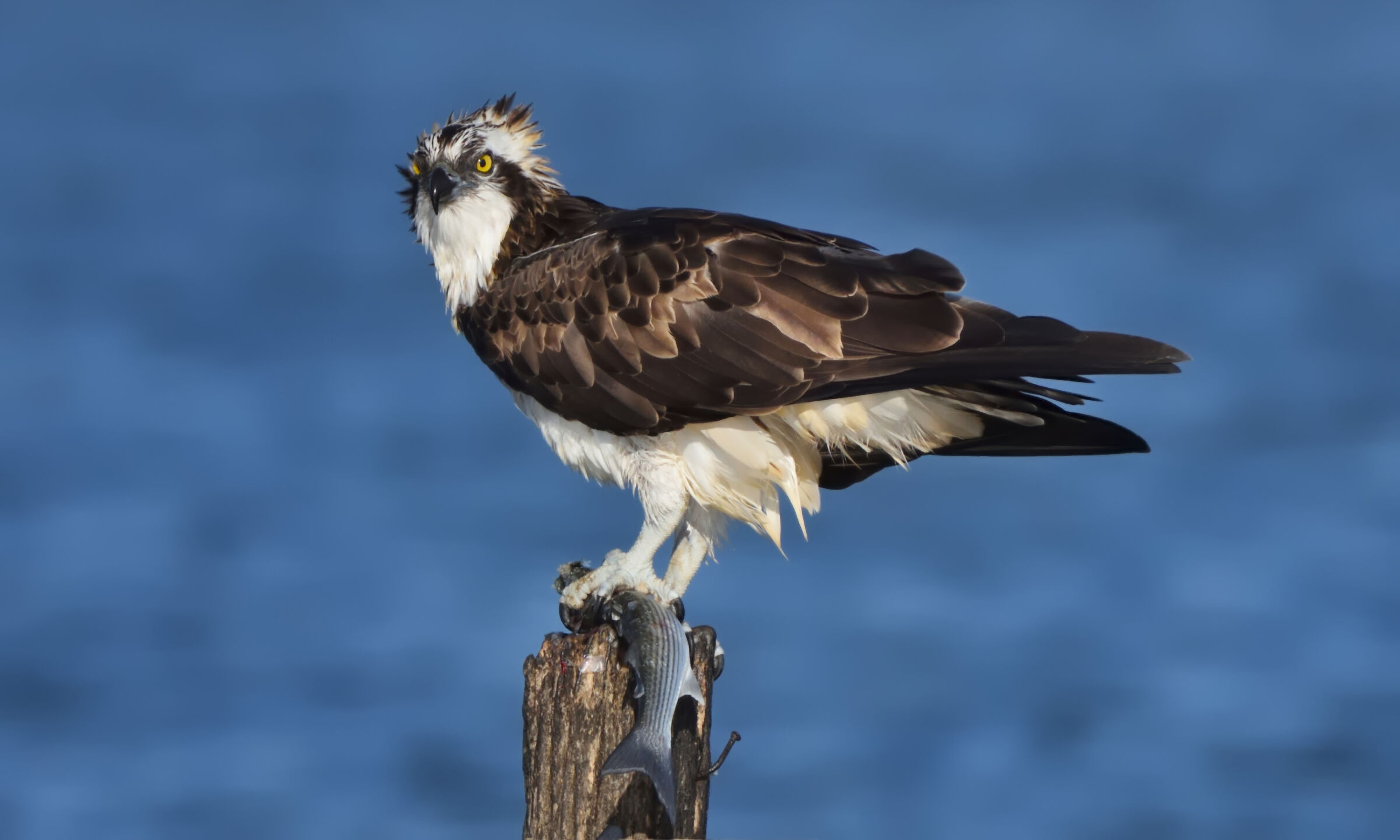 Sempre all' erta ...