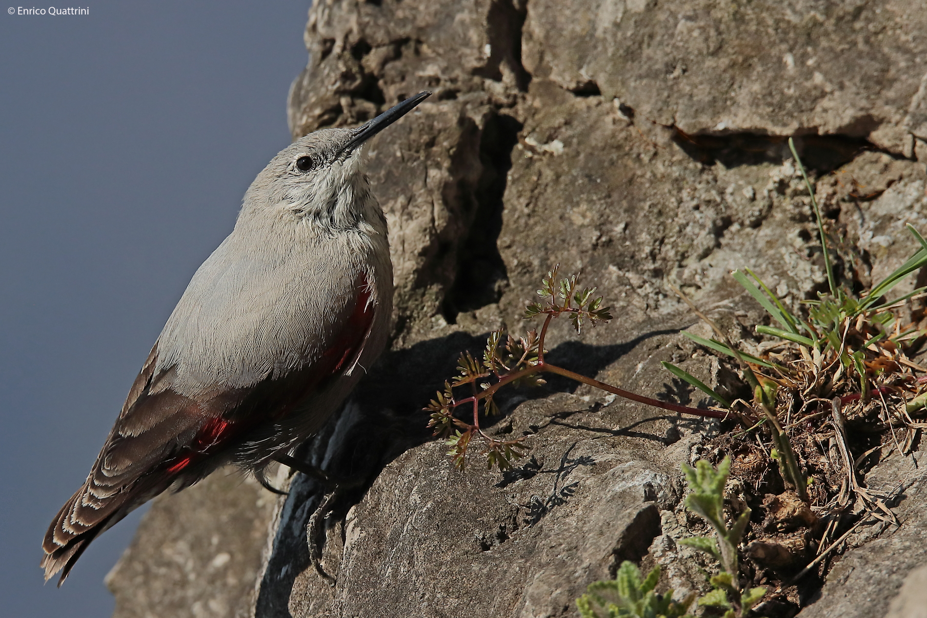 Wallcreeper