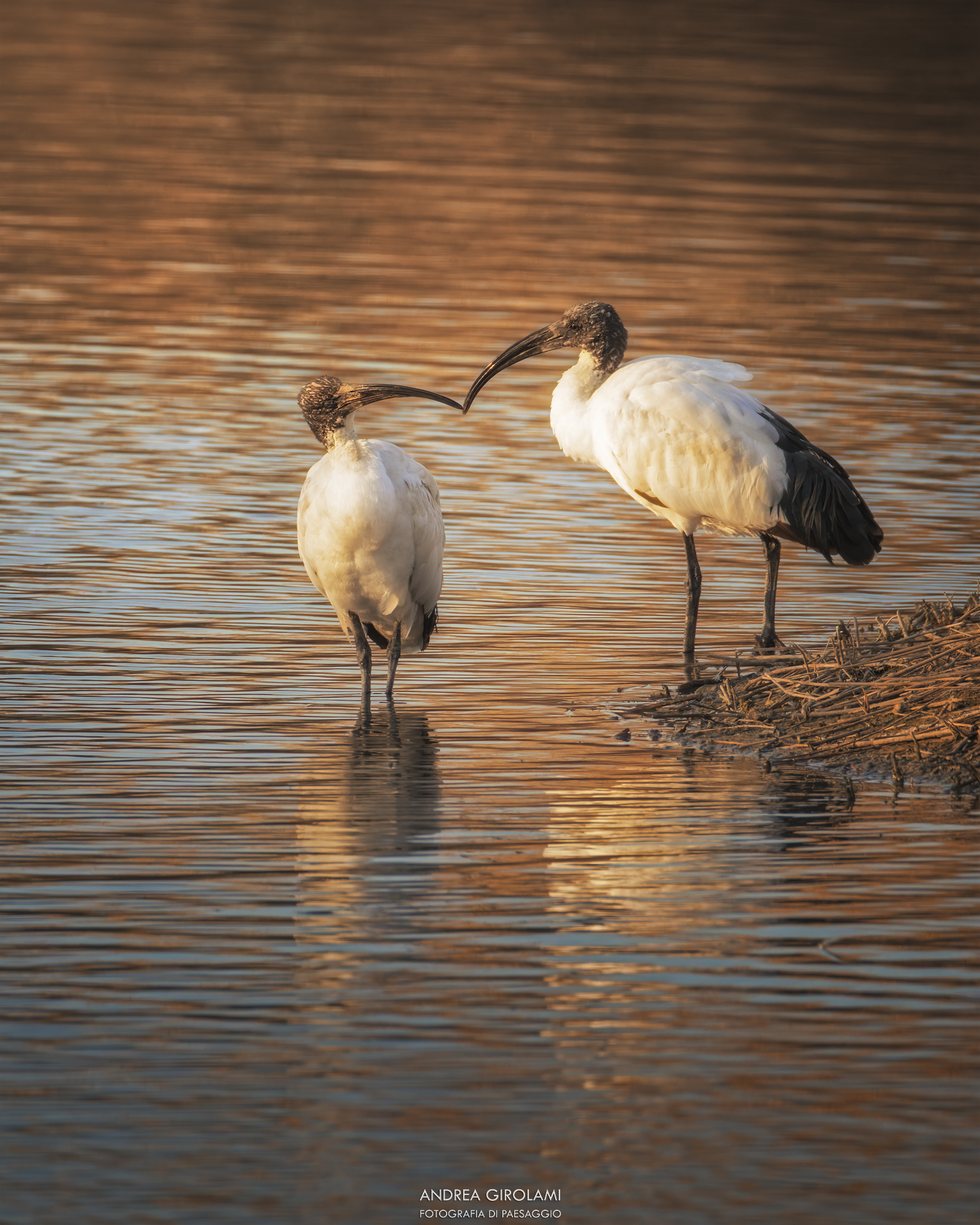 The Kiss of the Ibis