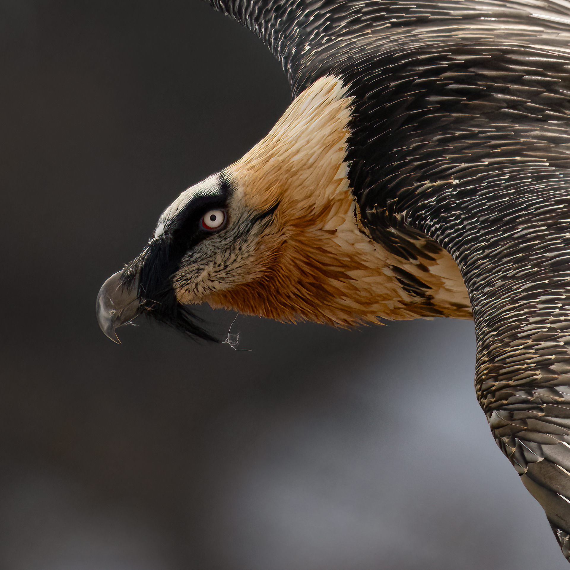 Gypaetus barbatus - Gran Paradiso National Park