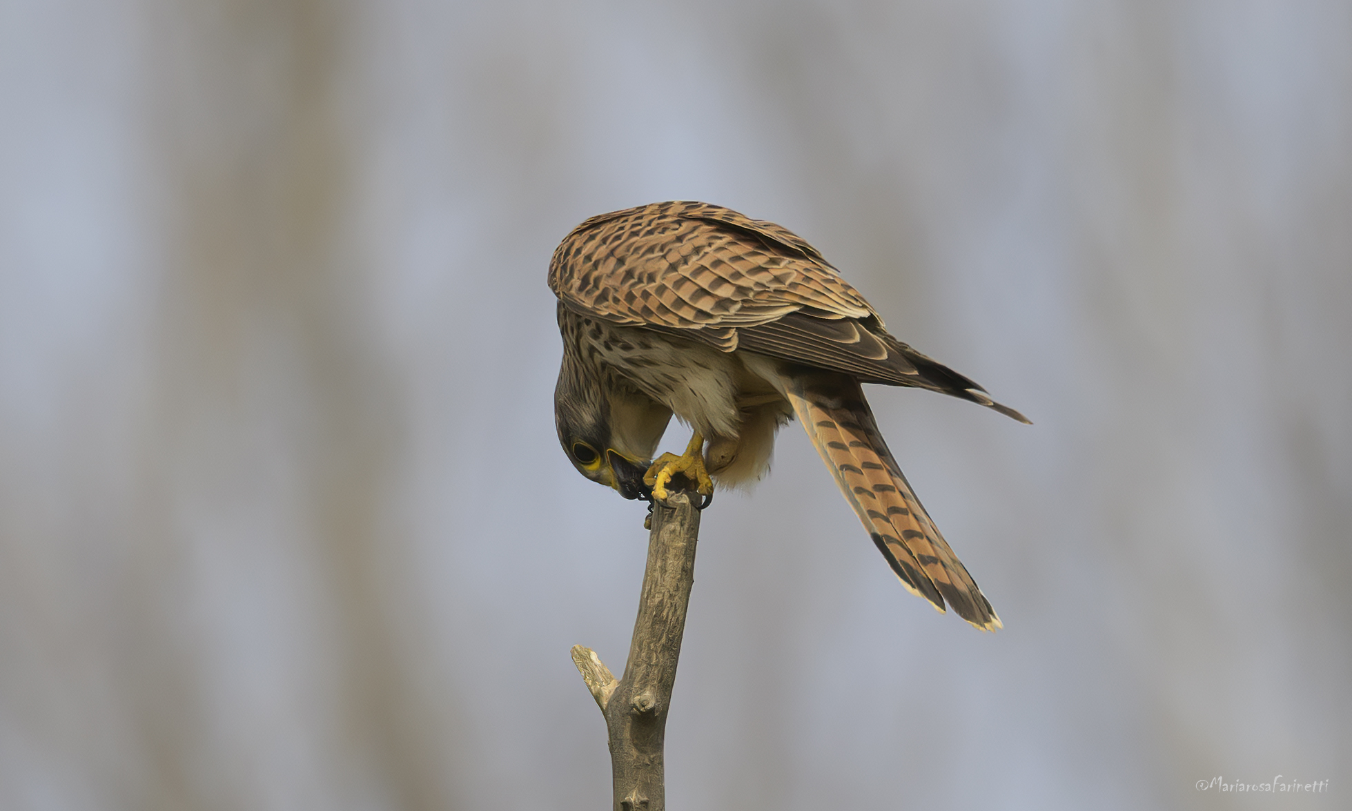 il pasto del Gheppio