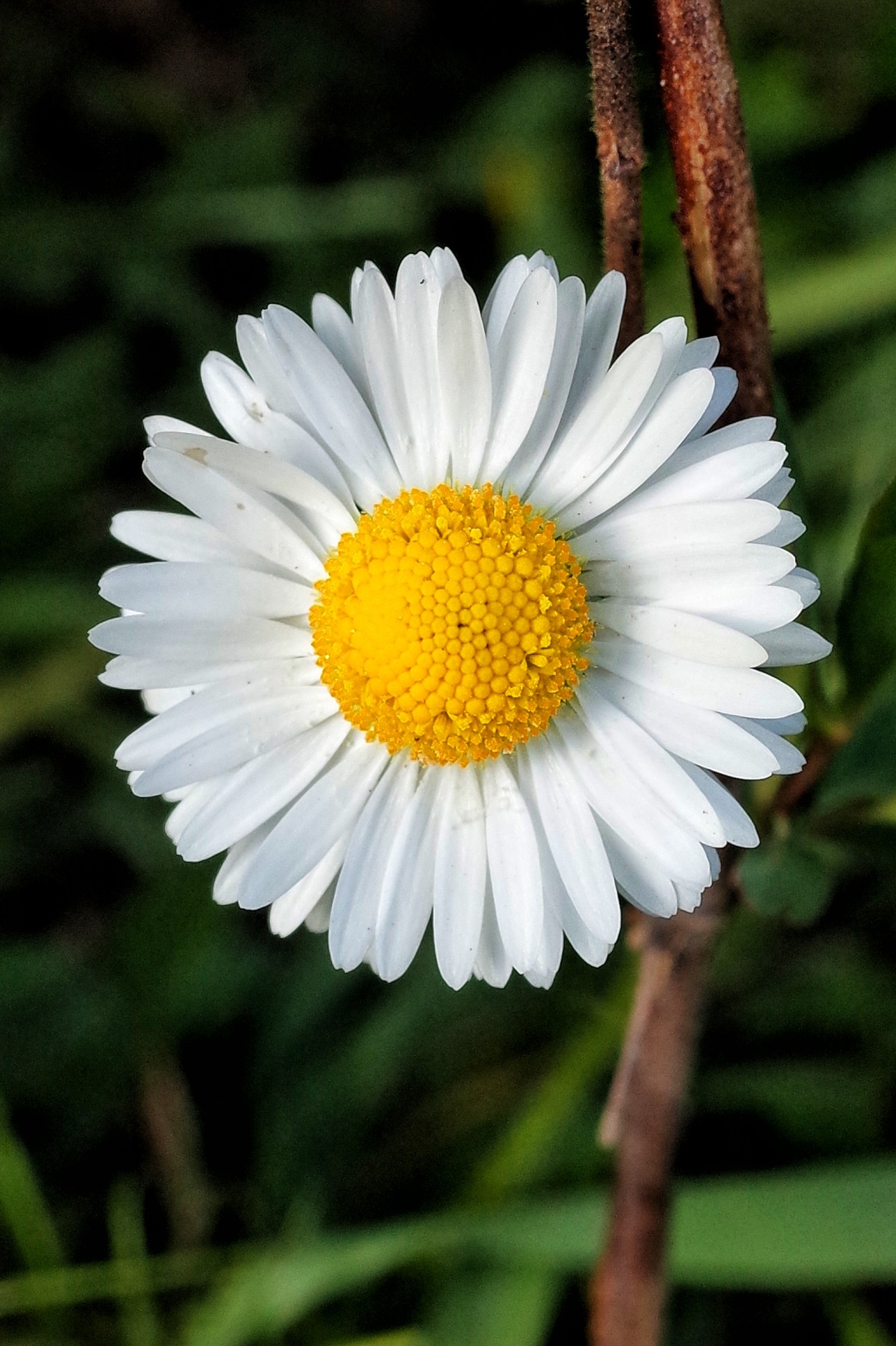 Benvenuta Primavera