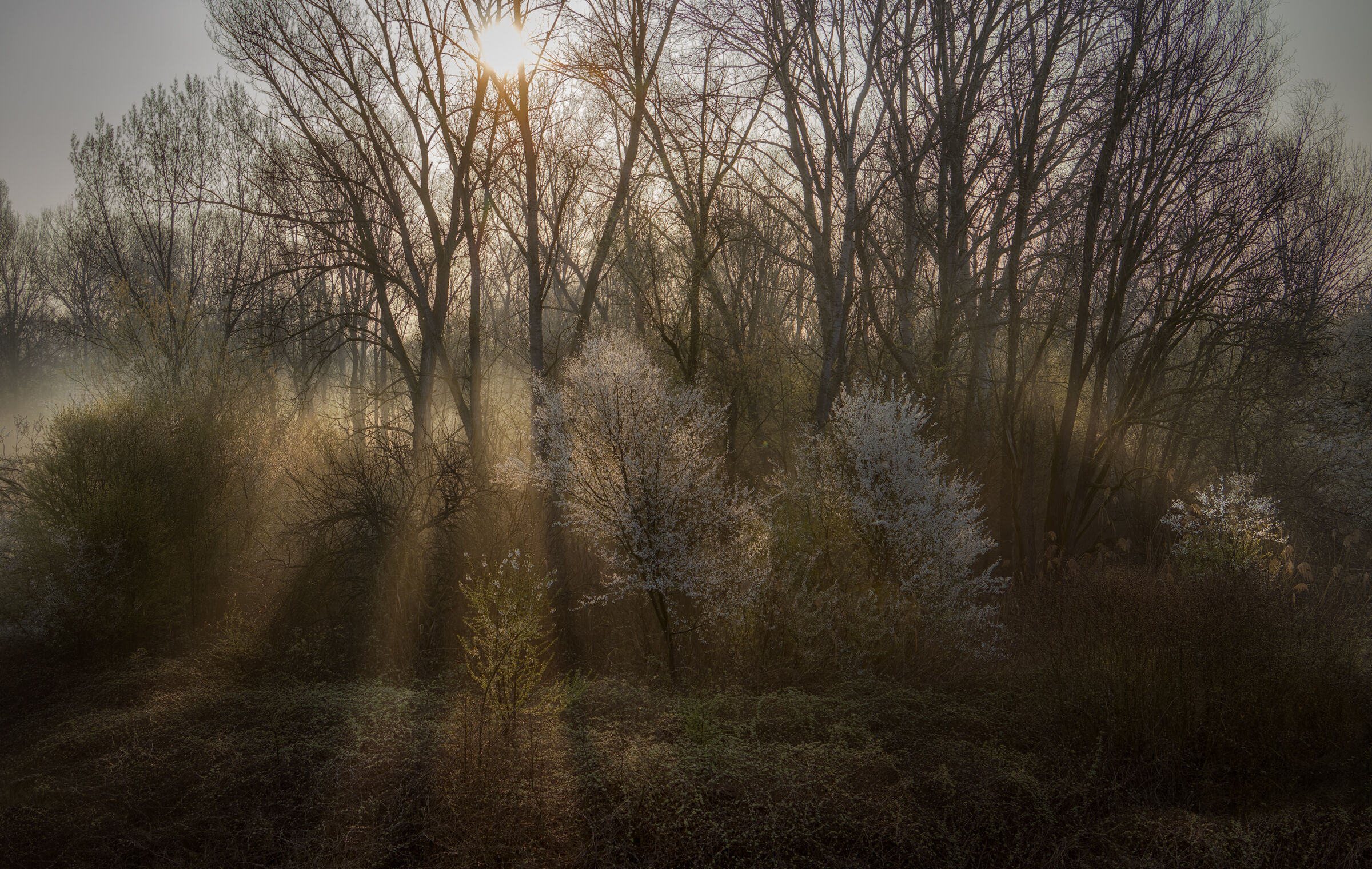 Boschetto in controluce
