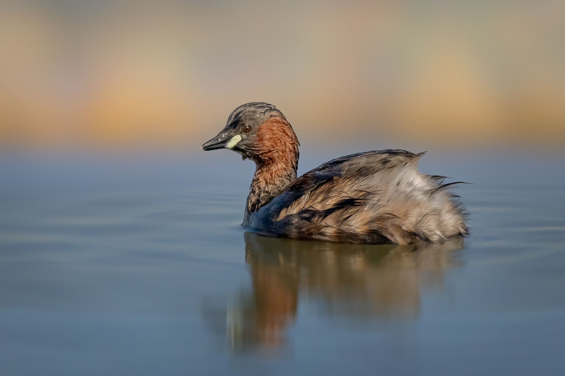 Dabchick