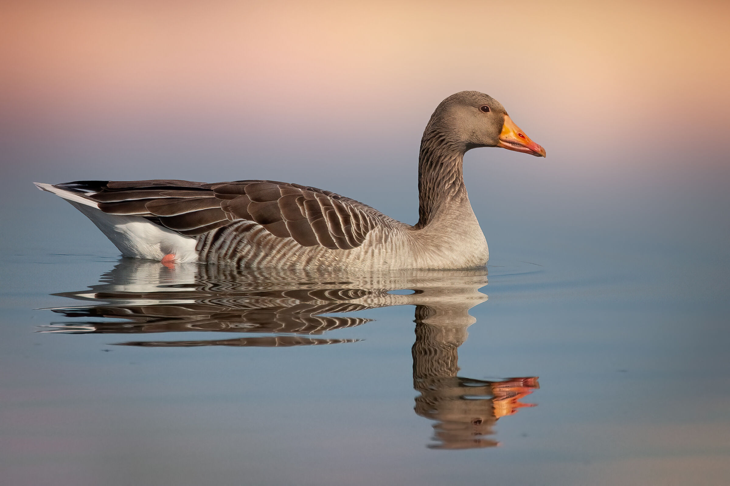 Greylag goose