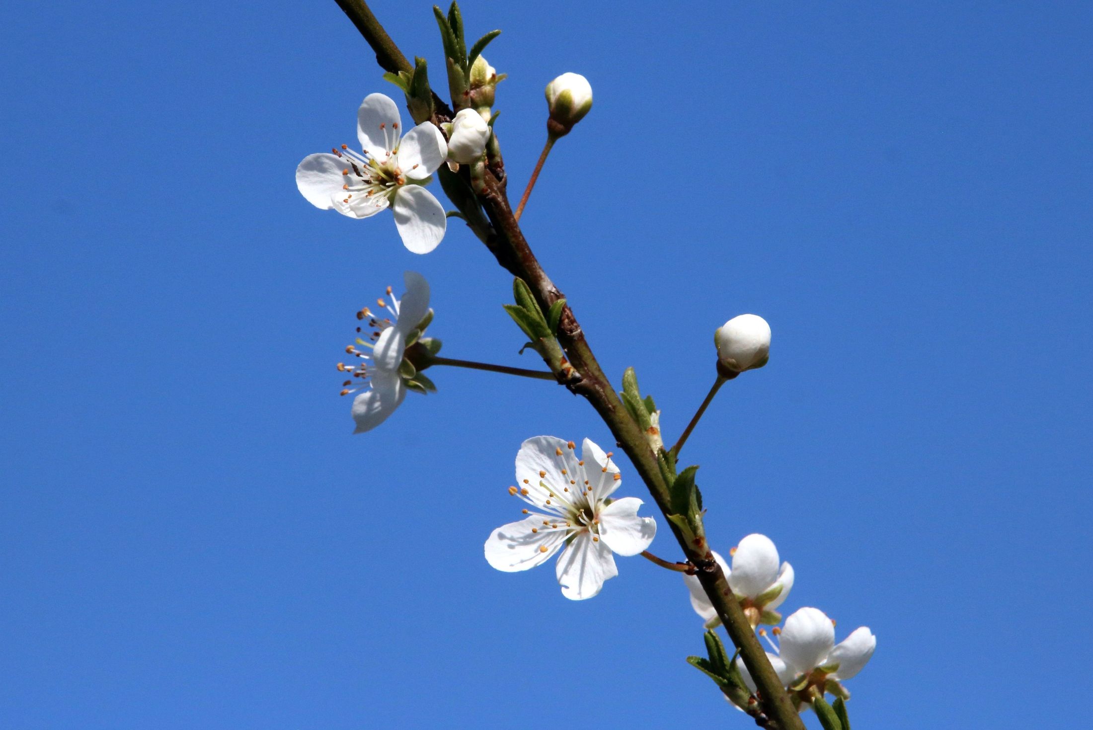 Flowers and buds
