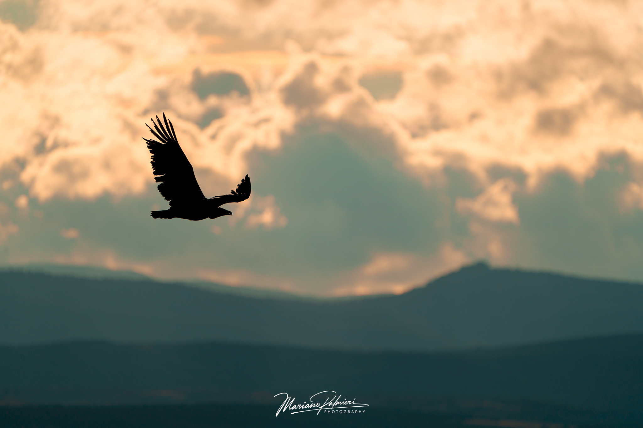 Gliding into the sunset