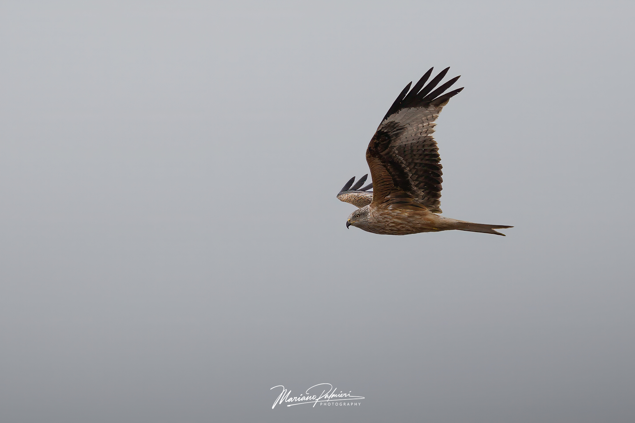 Red kite