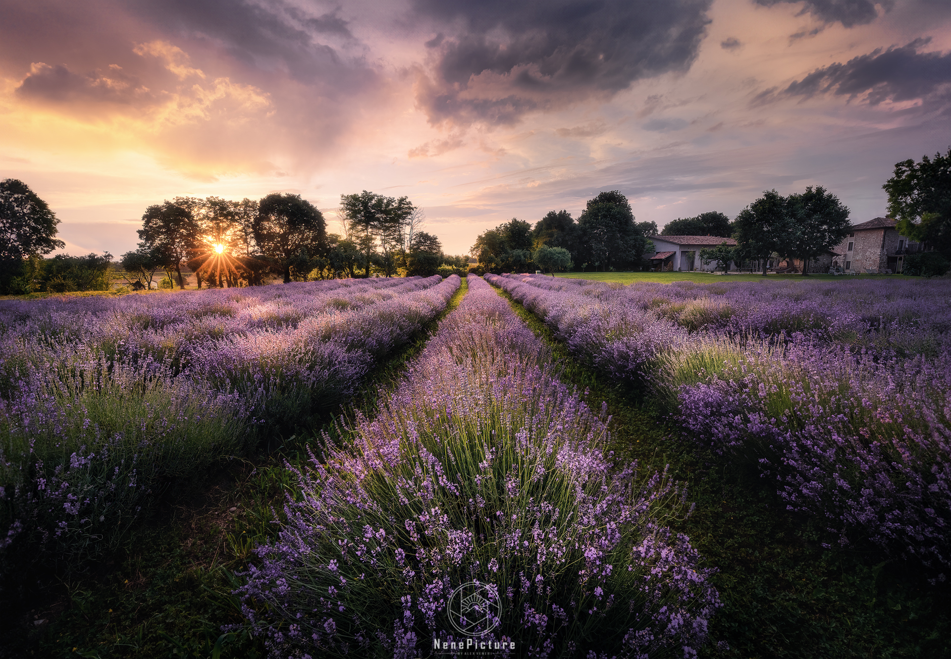 Lavander in Prov(i)nce