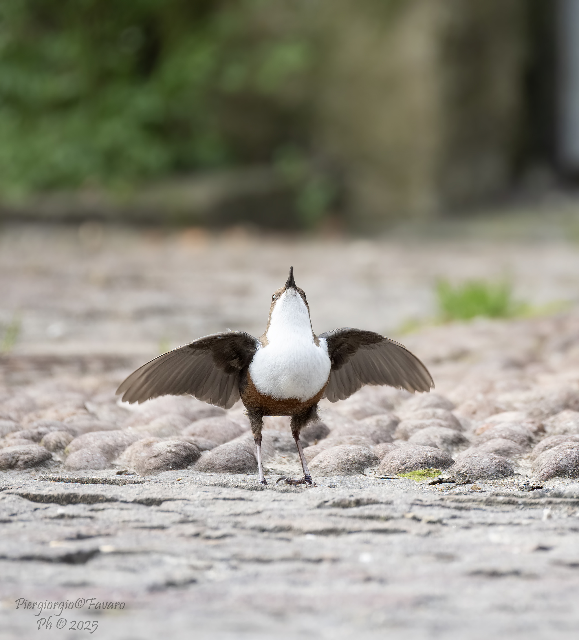 Male Dipper