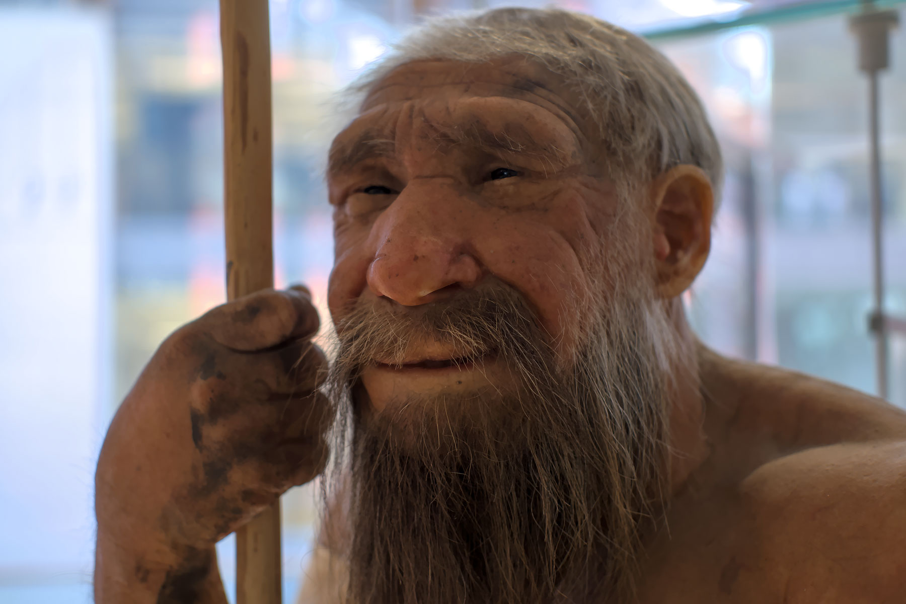 Homo neanderthalensis