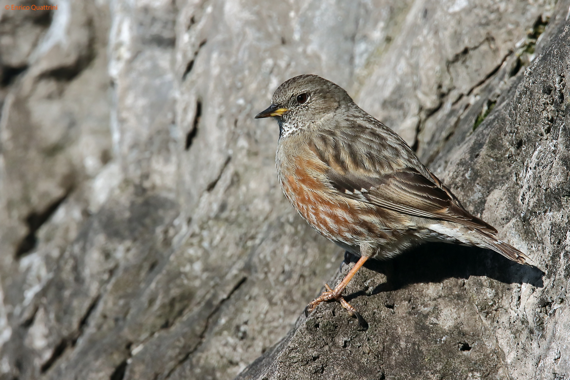 Alpine accentor