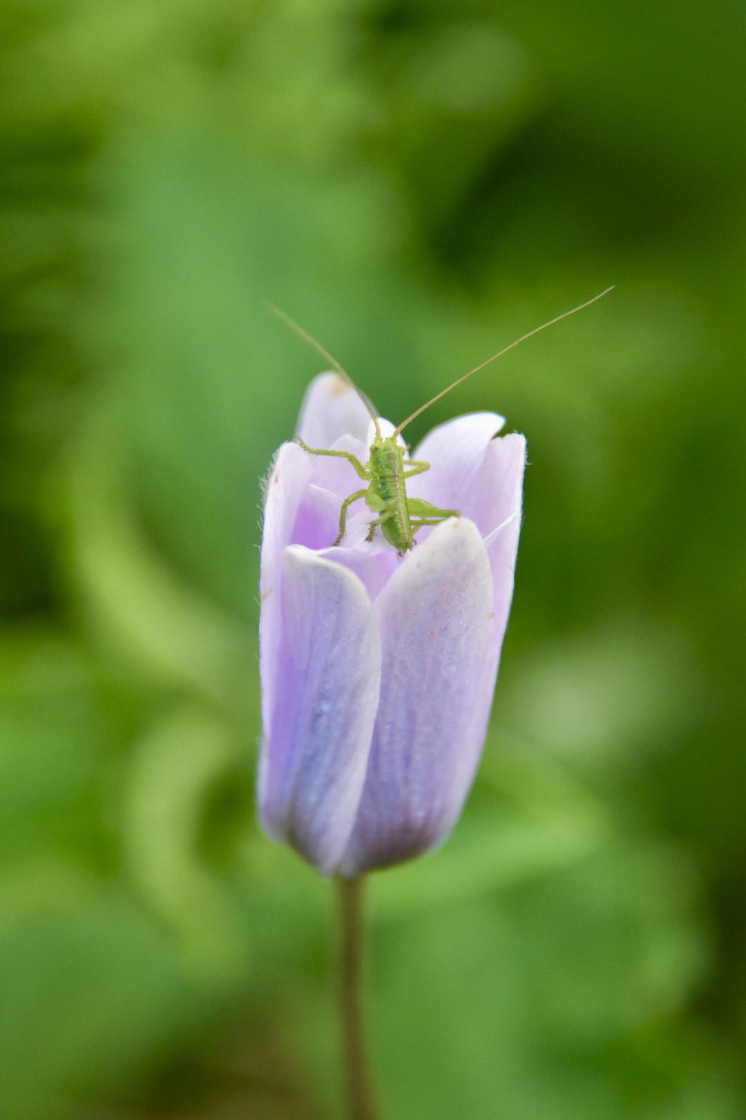 Piccola cavalletta verde sopra Anemone hortensis