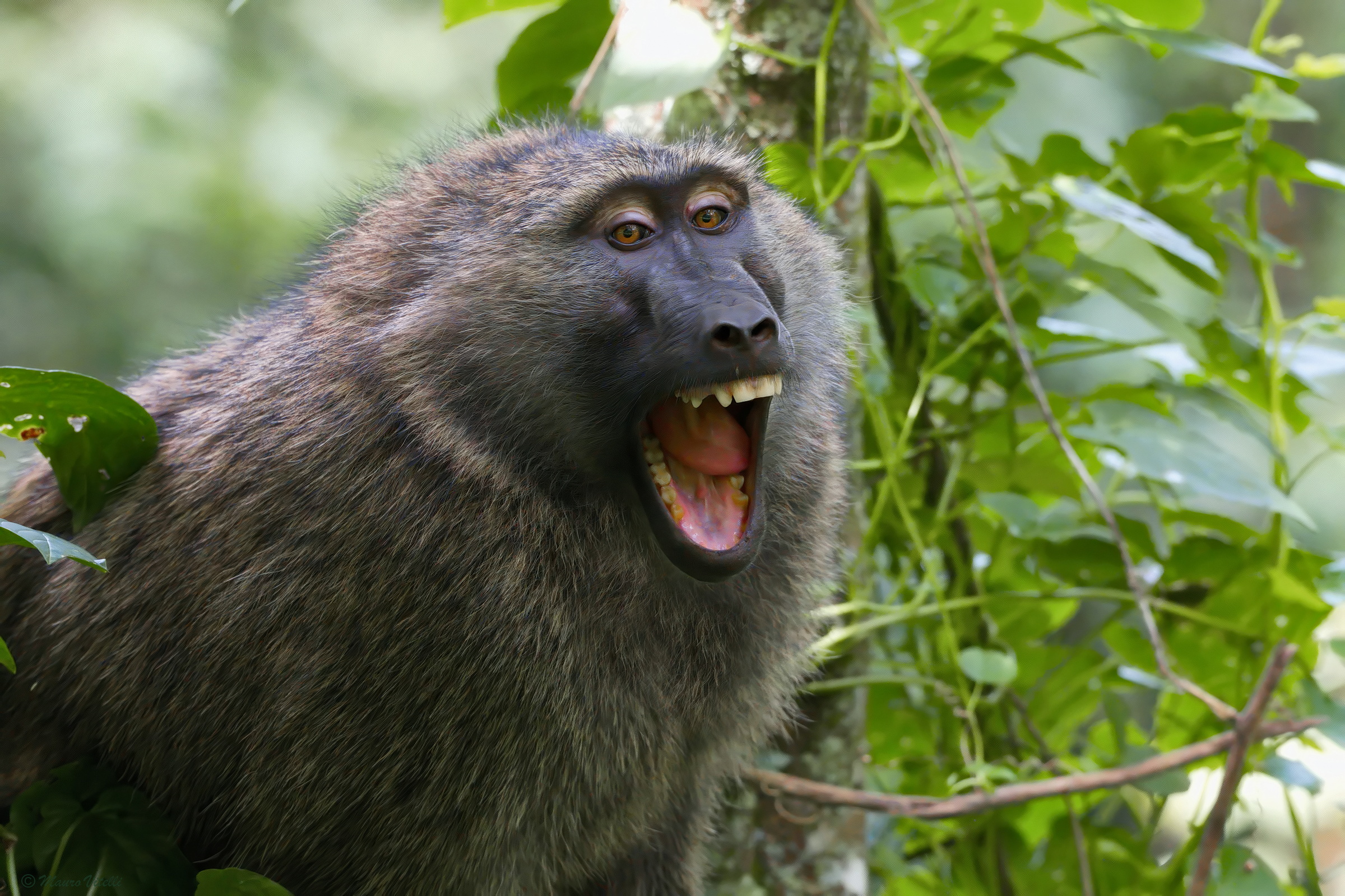 The Baboon's Scream (Bwindi Impenetrable Forest)