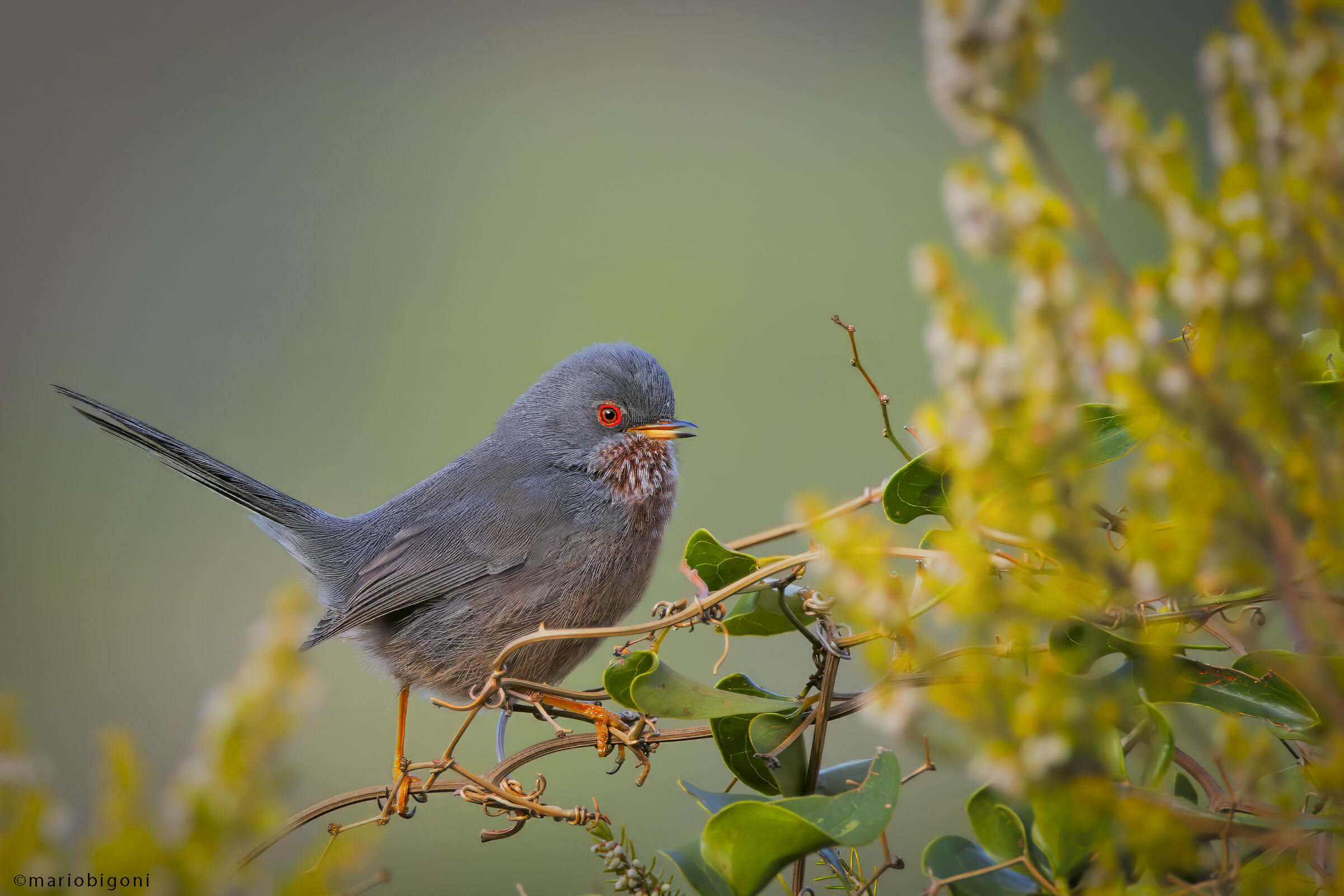 Dartford warbler