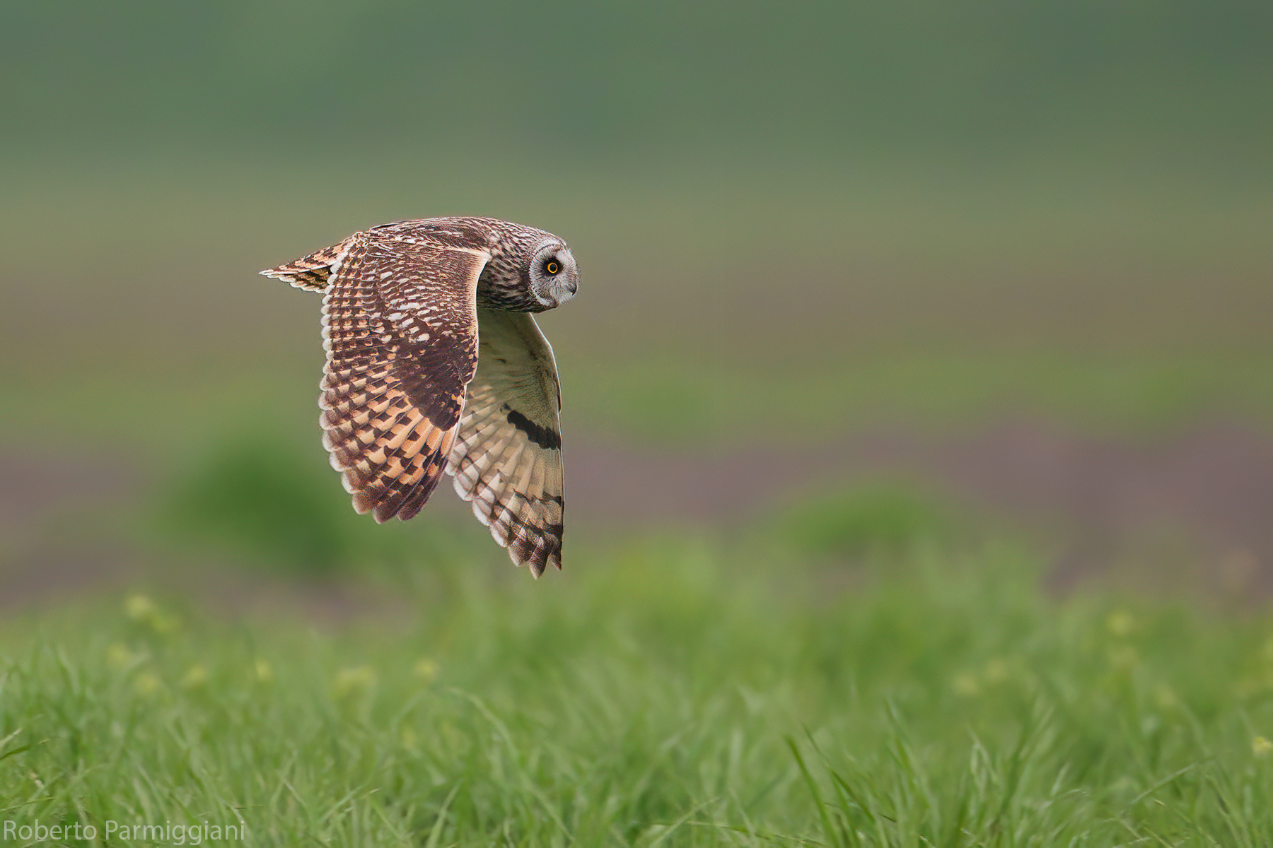 Swamp owl