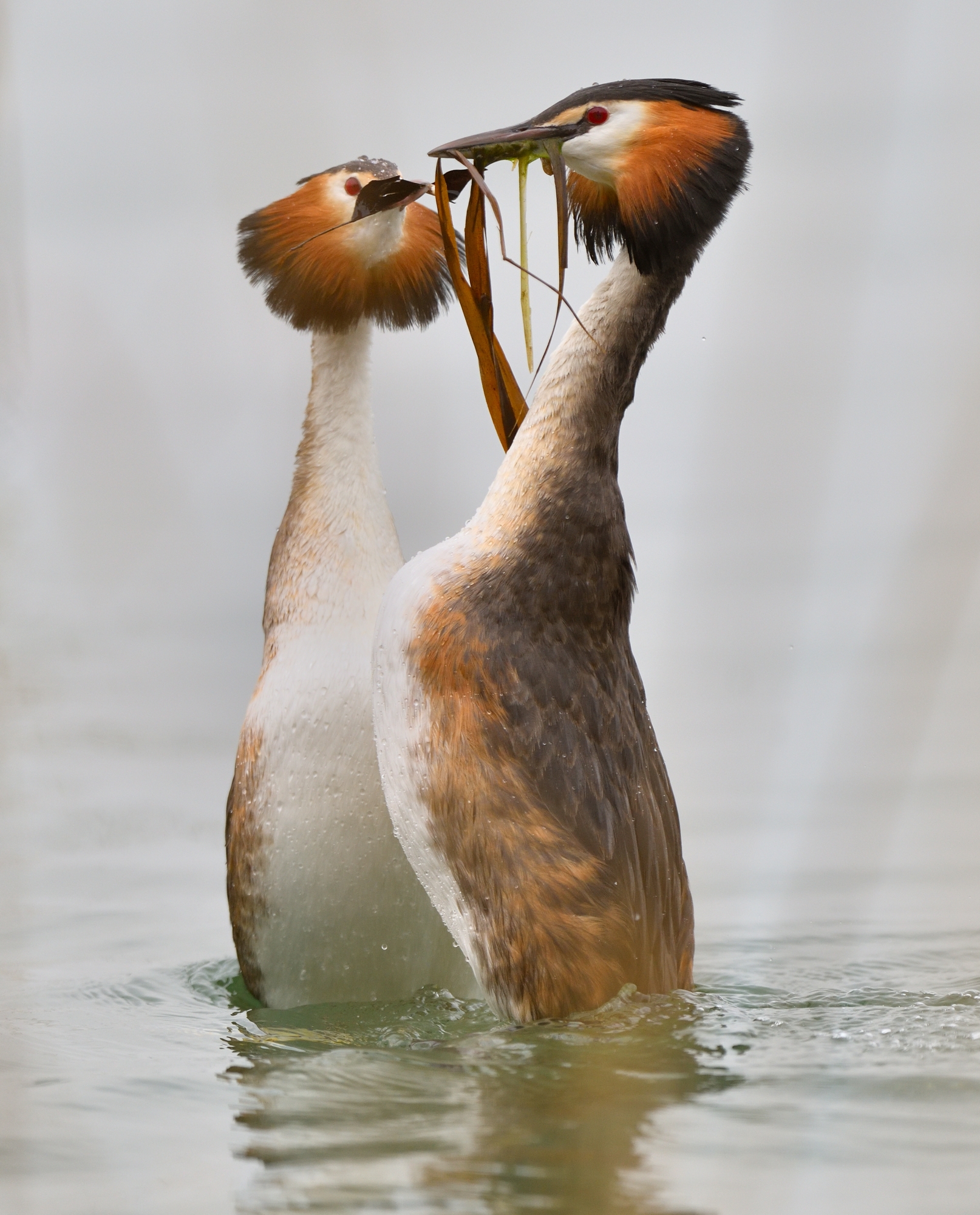 svassi maggiori in corteggiamento