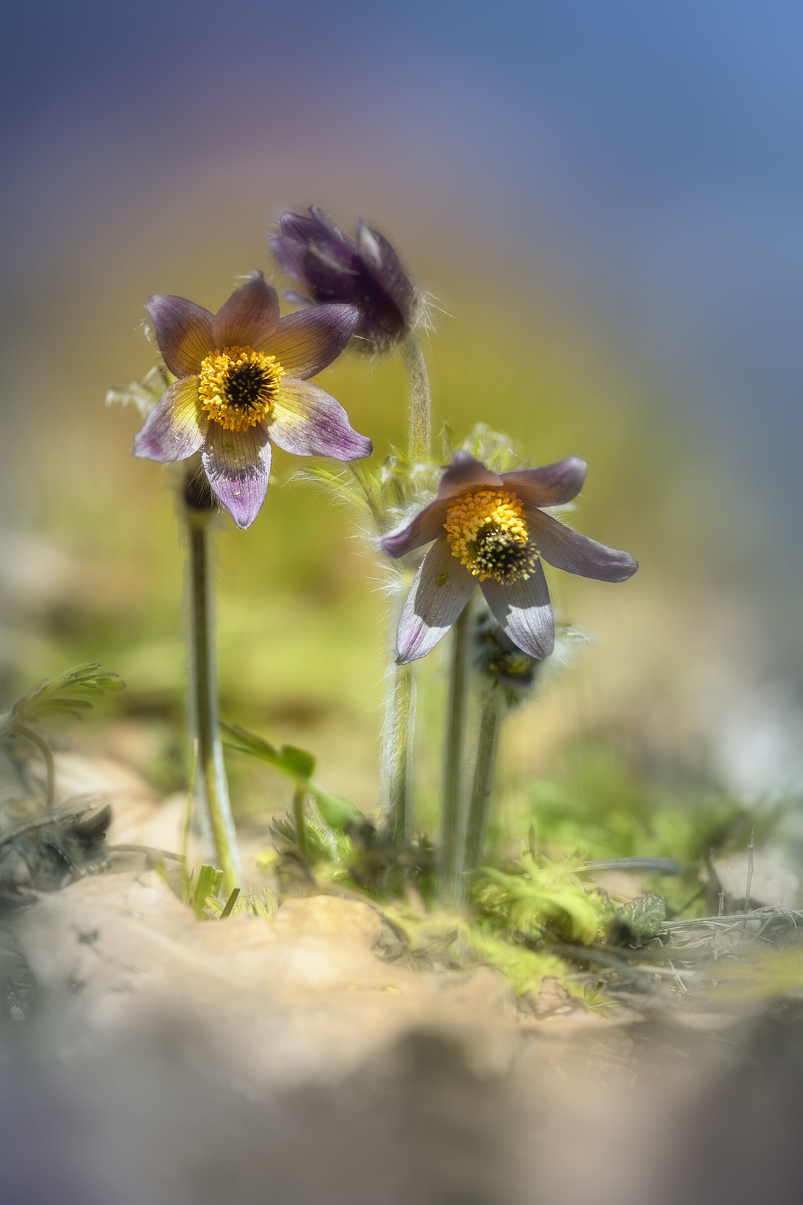 Pulsatilla montana
