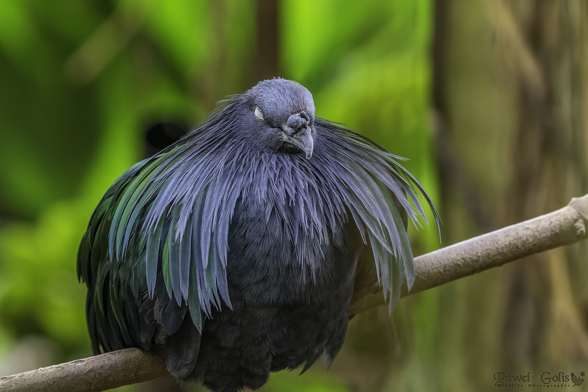 Nicobar pigeon (Caloenas nicobarica)
