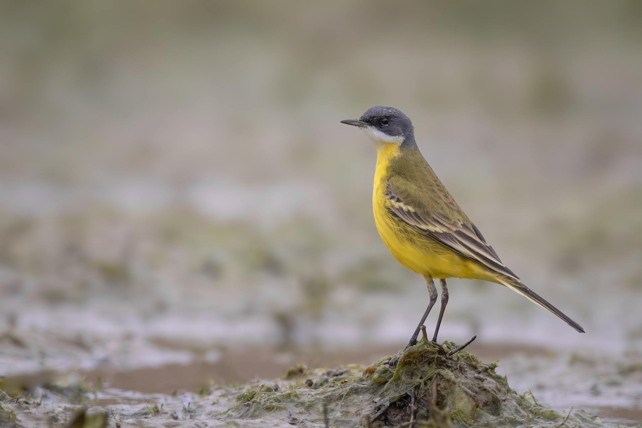 Cutrettola di vedetta