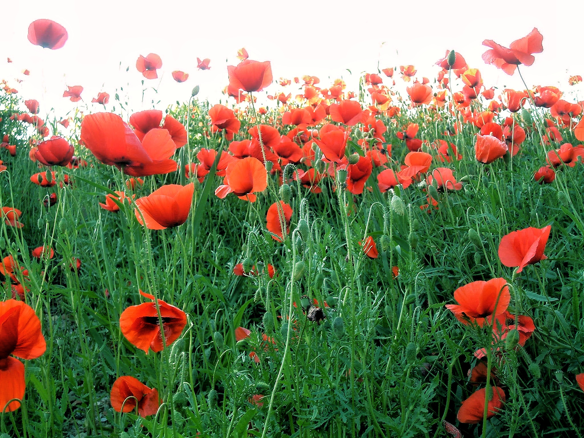 I papaveri sono alti...