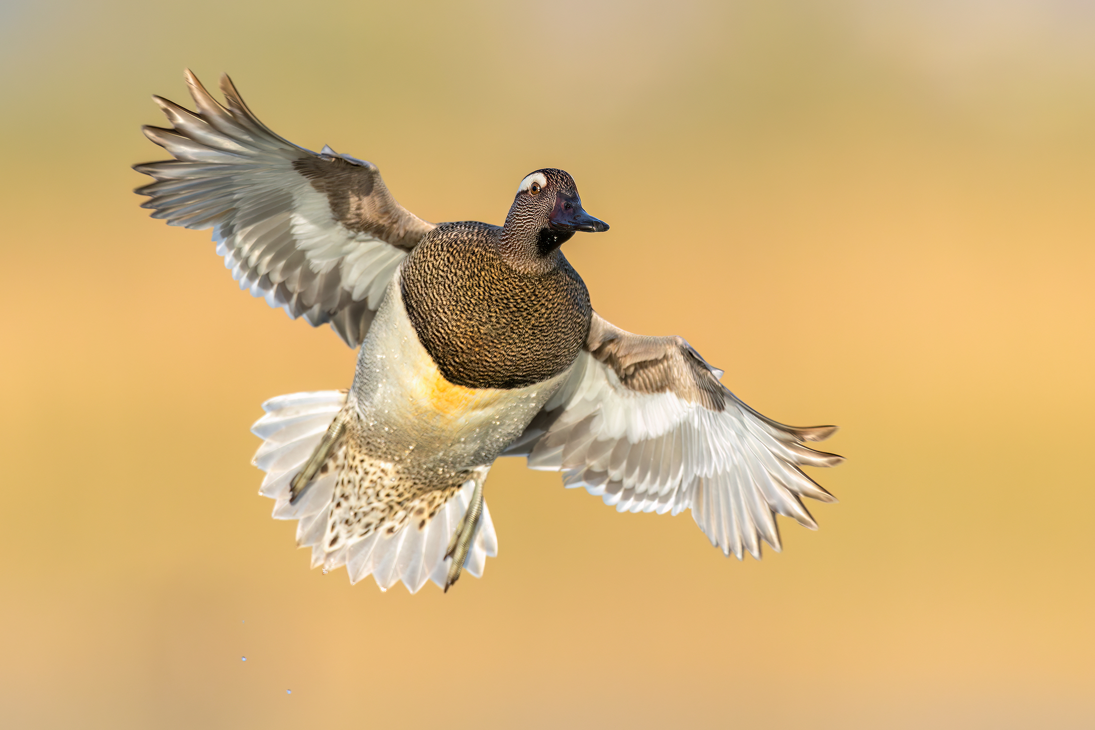Garganey