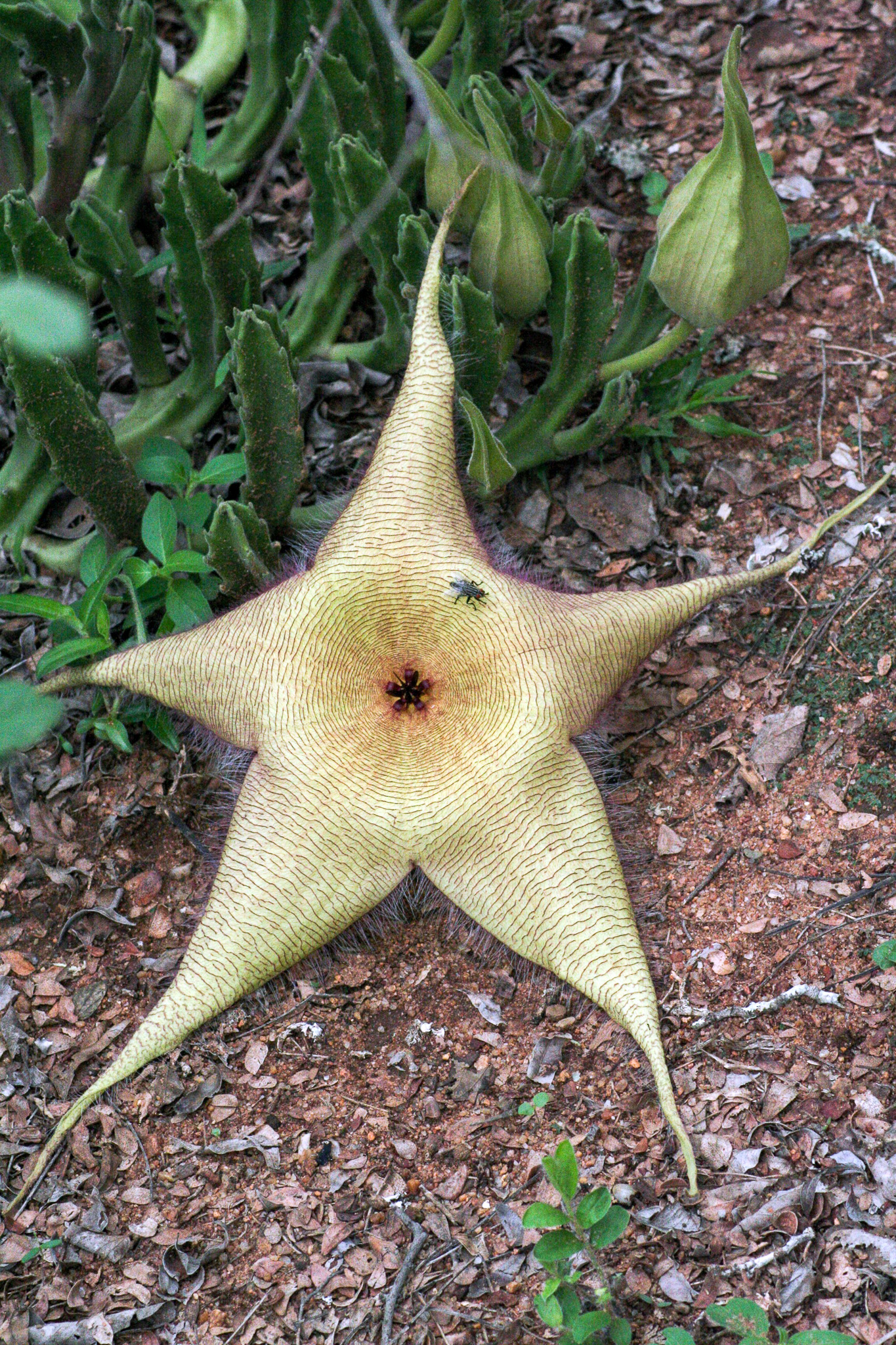 Stapelia