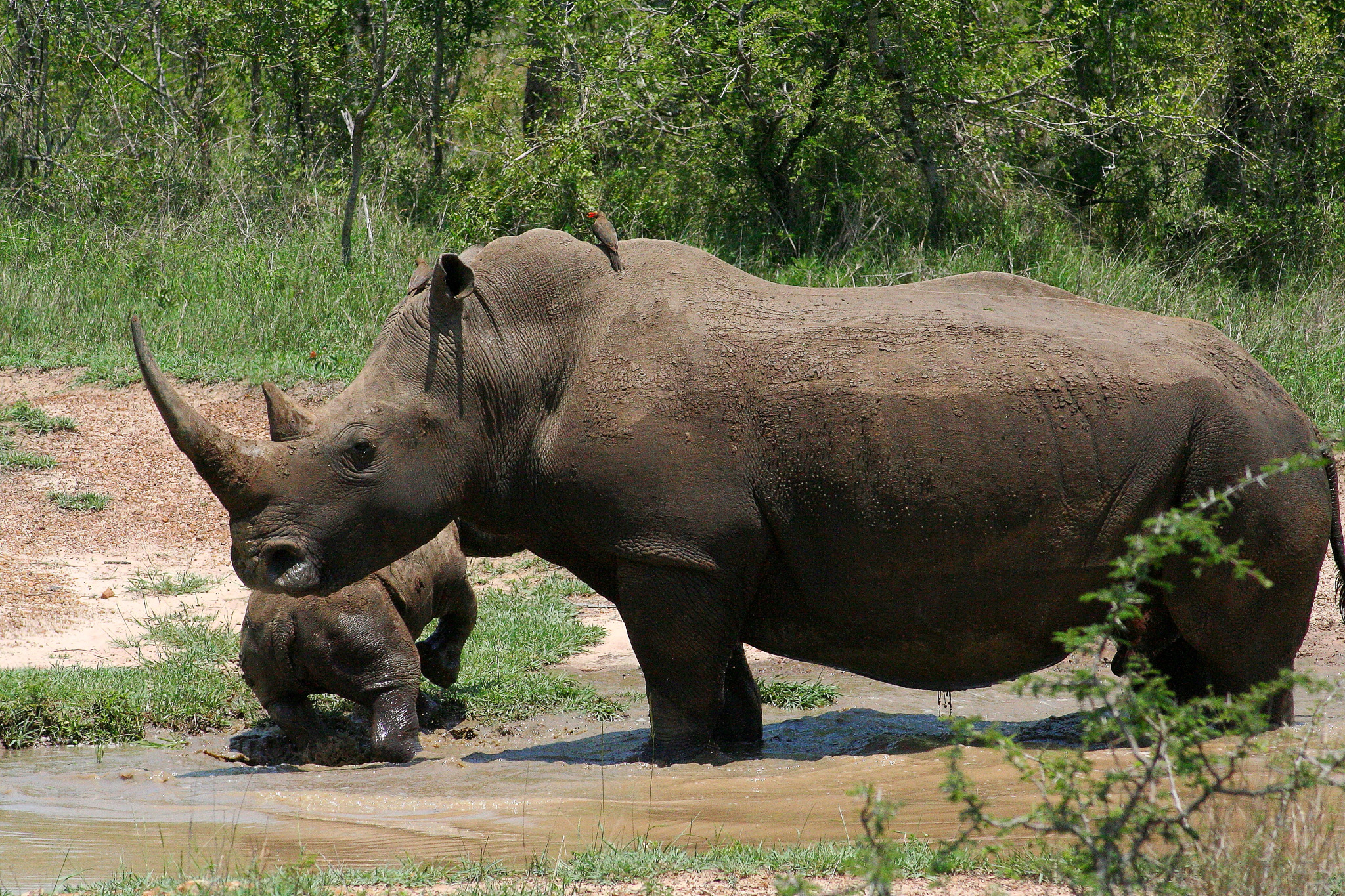 allattamento interrotto