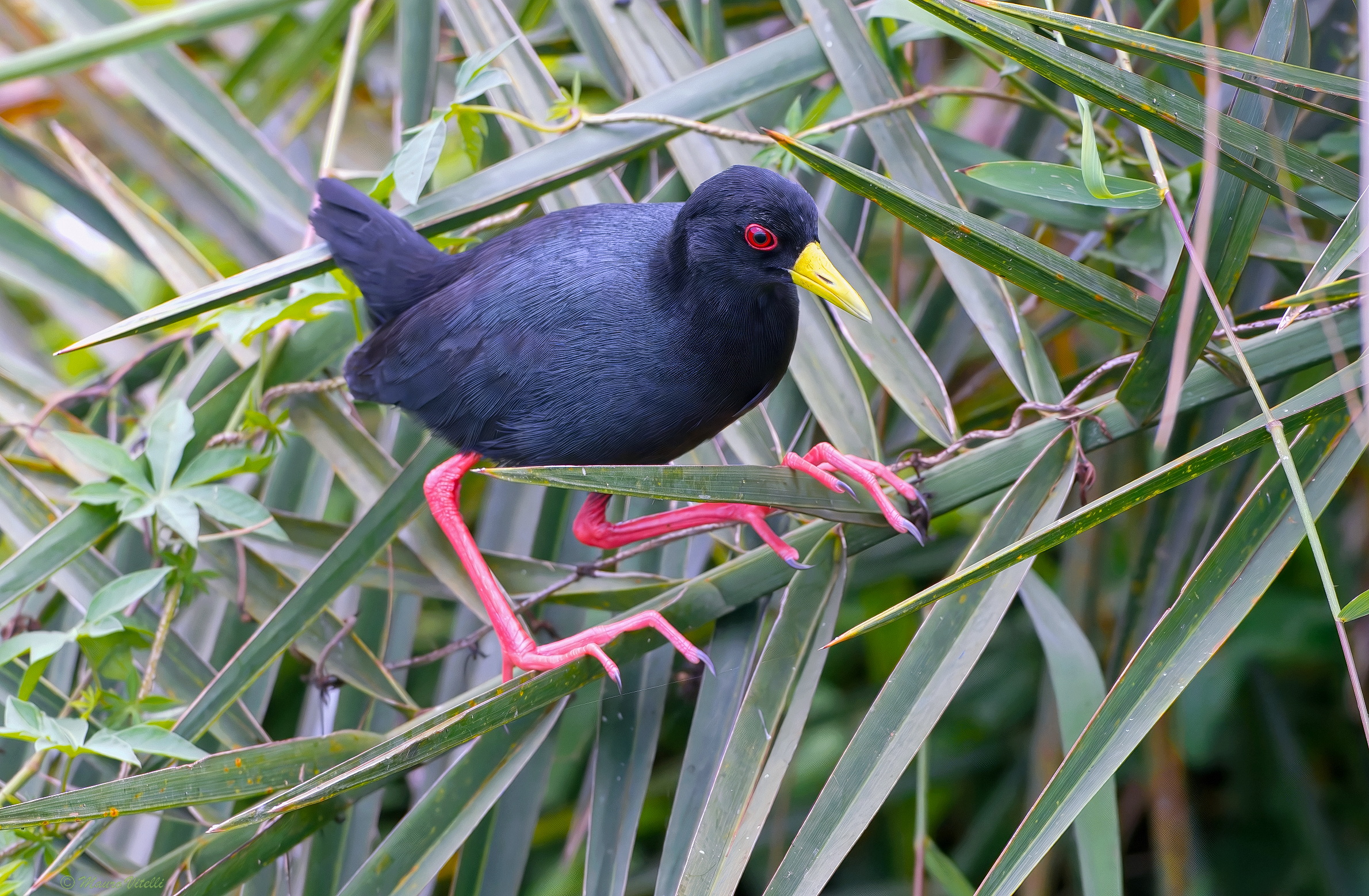 Schiribilla nera africana (Zapornia flavirostra)