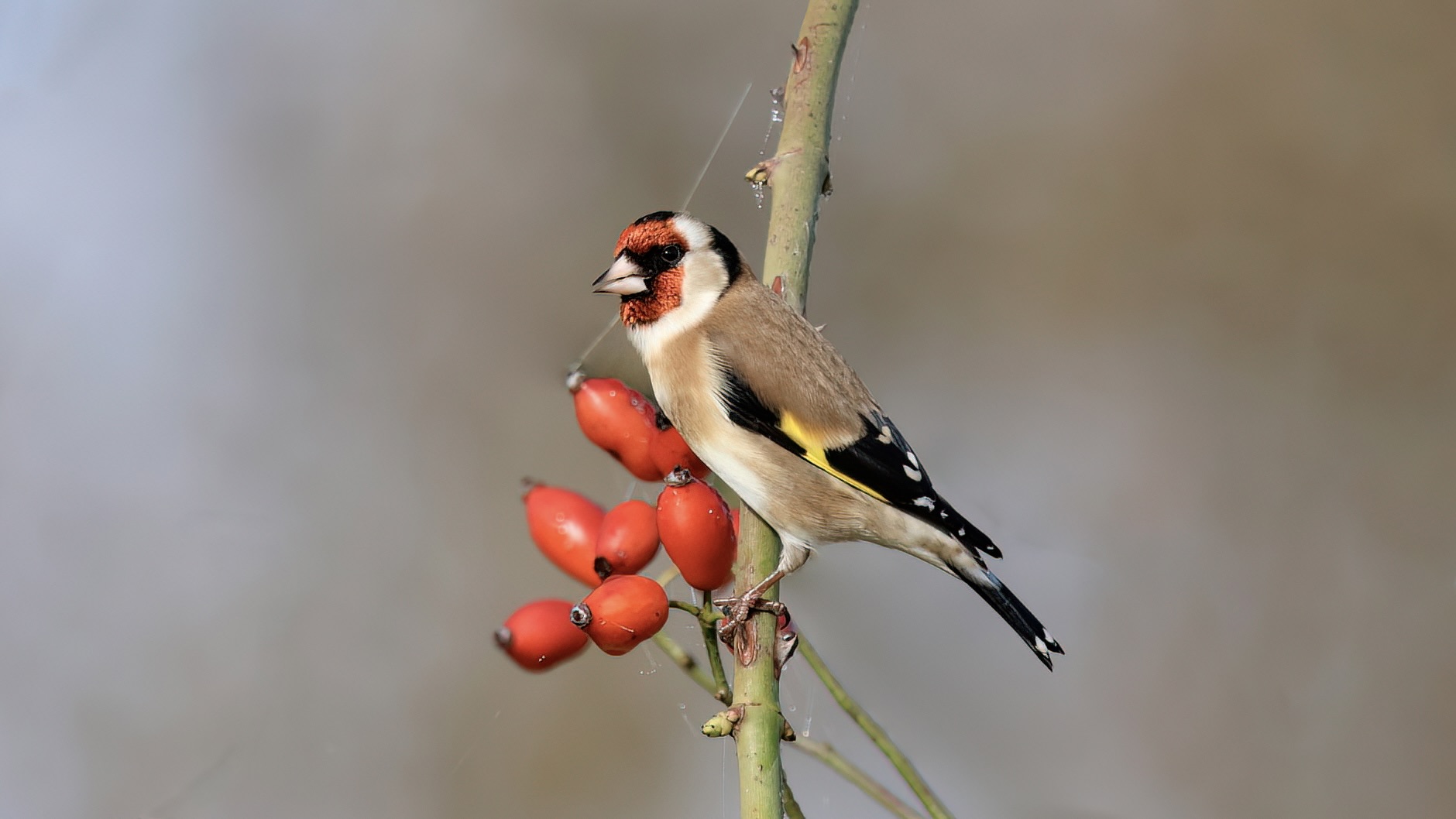 Goldfinch