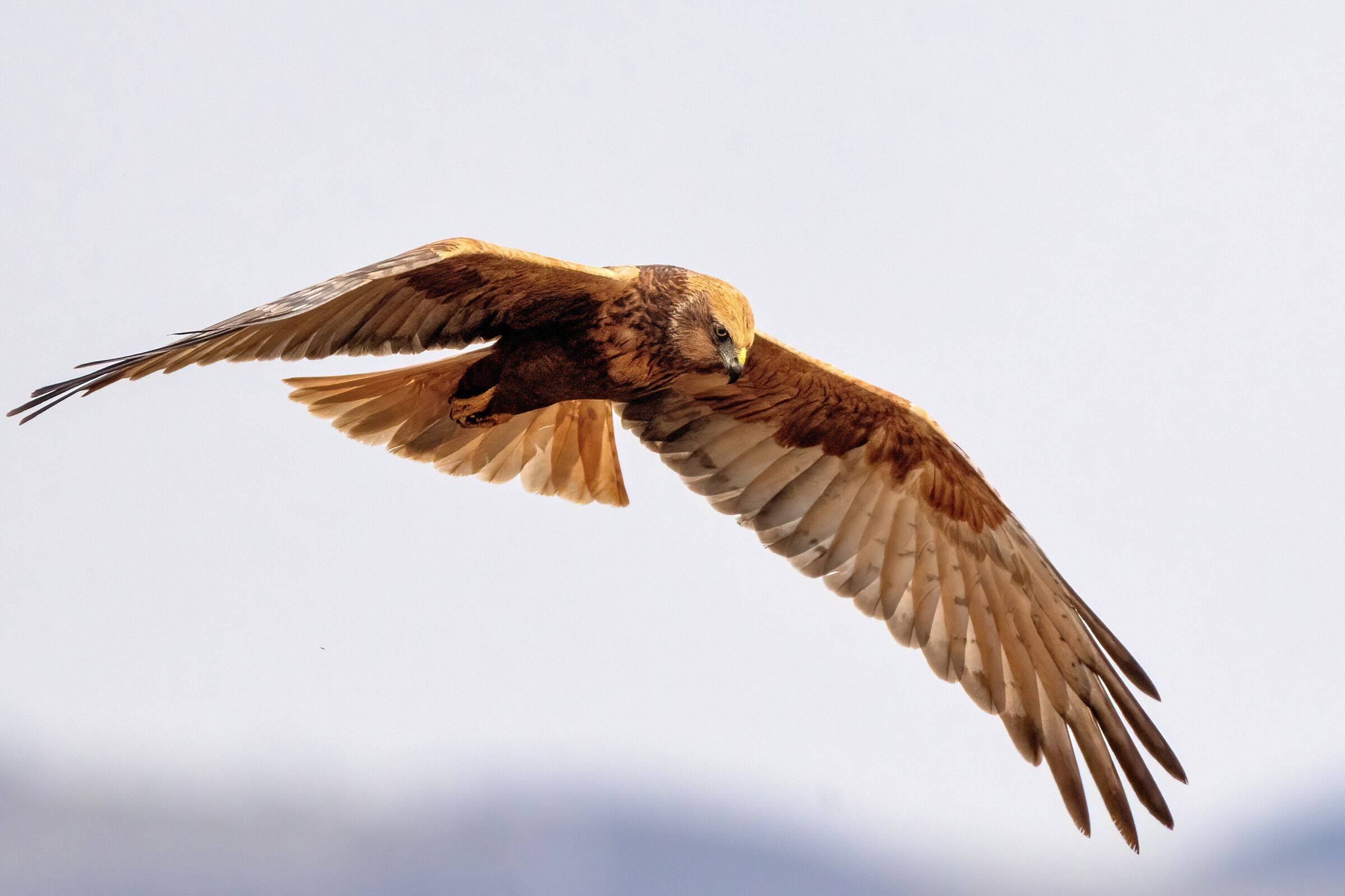 Marsh Harrier (Circus aeruginosus)