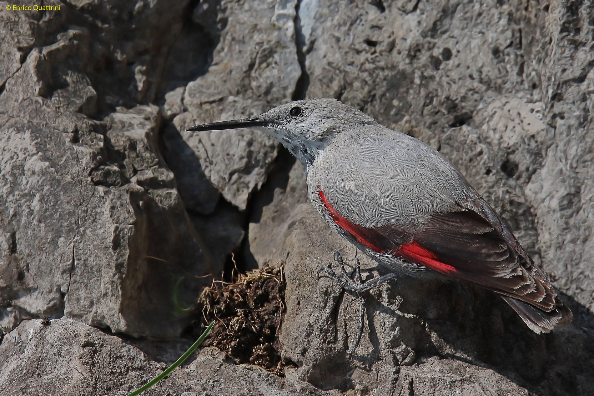 Wallcreeper