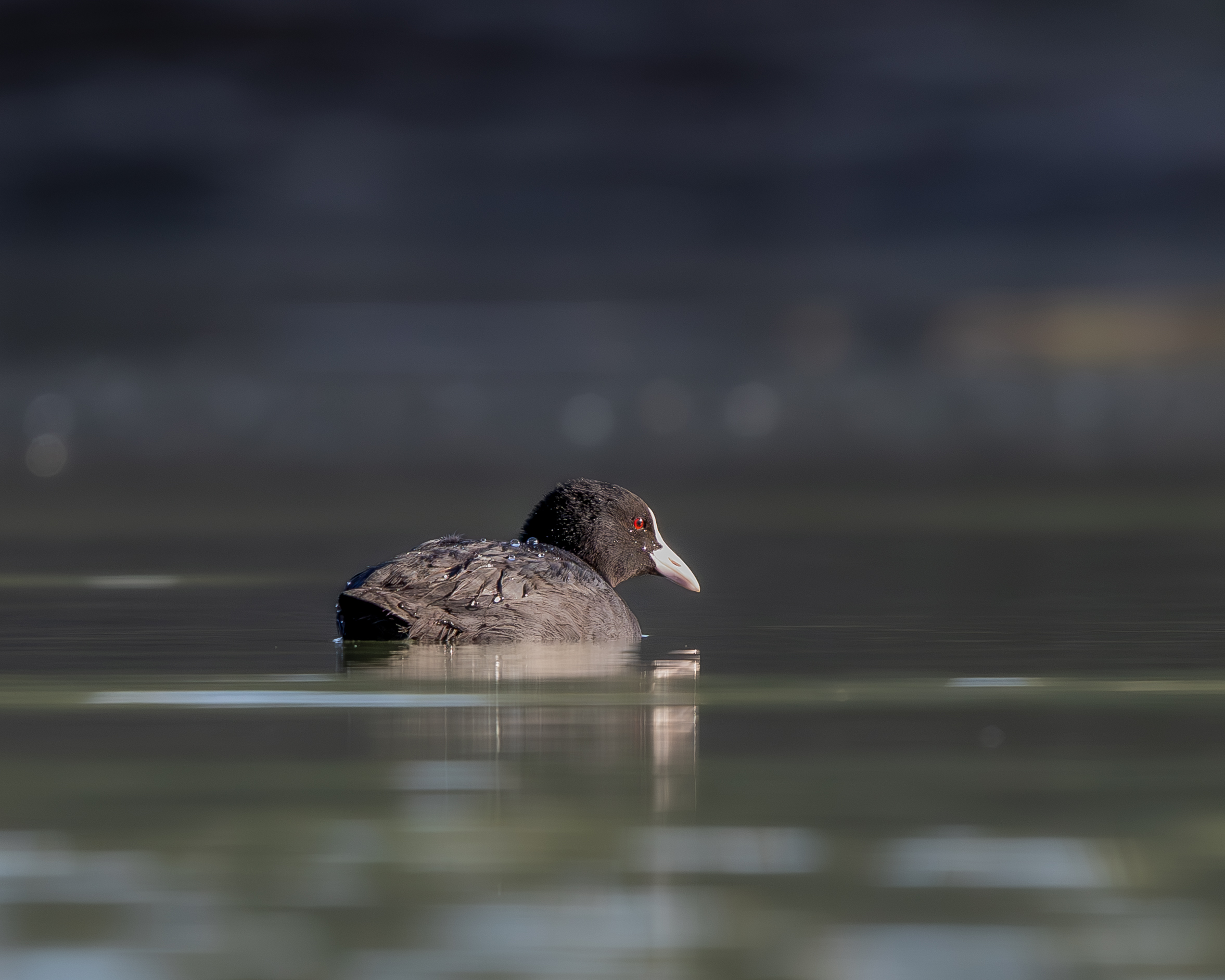 Coot at dawn
