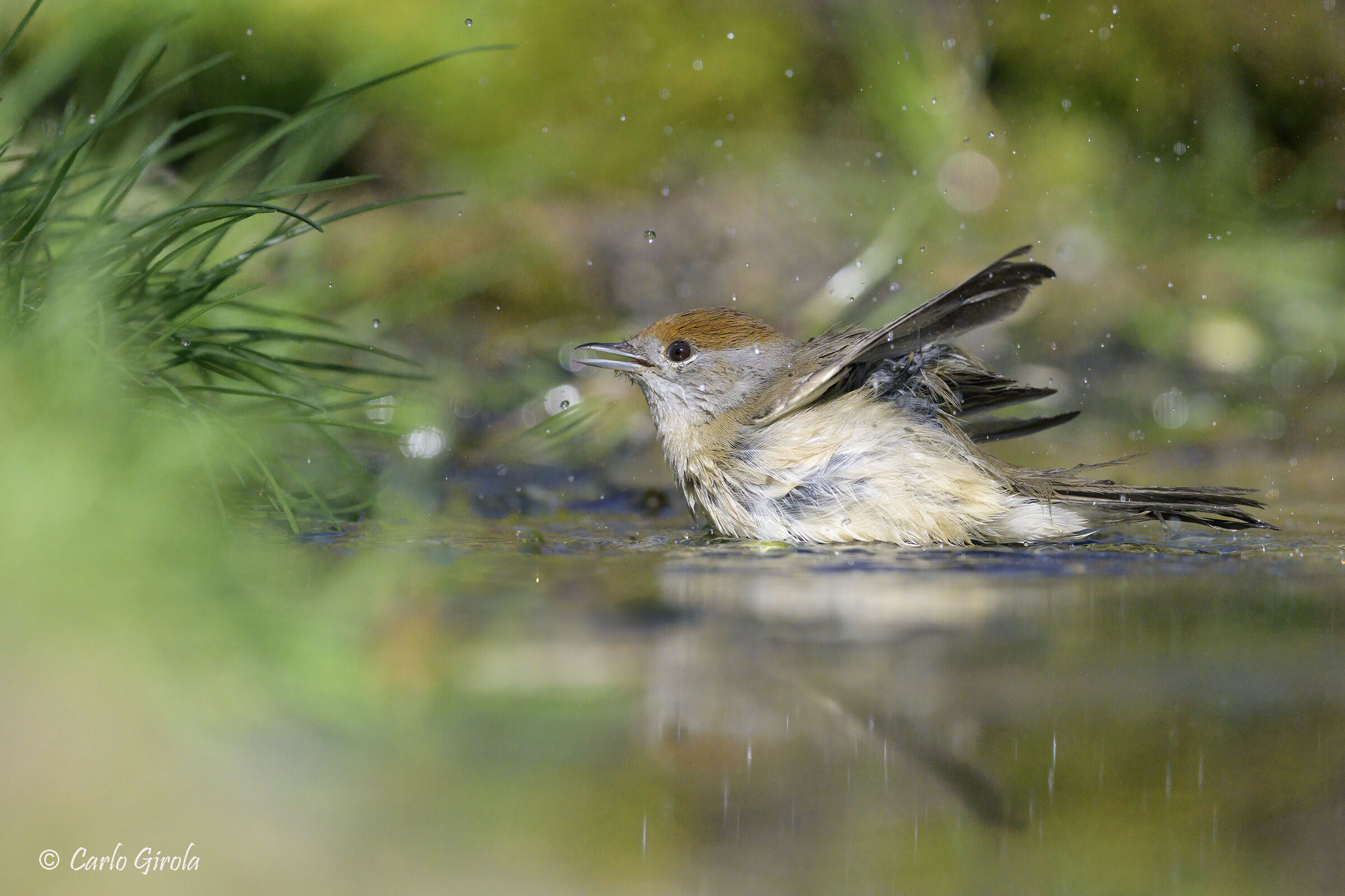 Blackcap (Sylvia atricapilla)