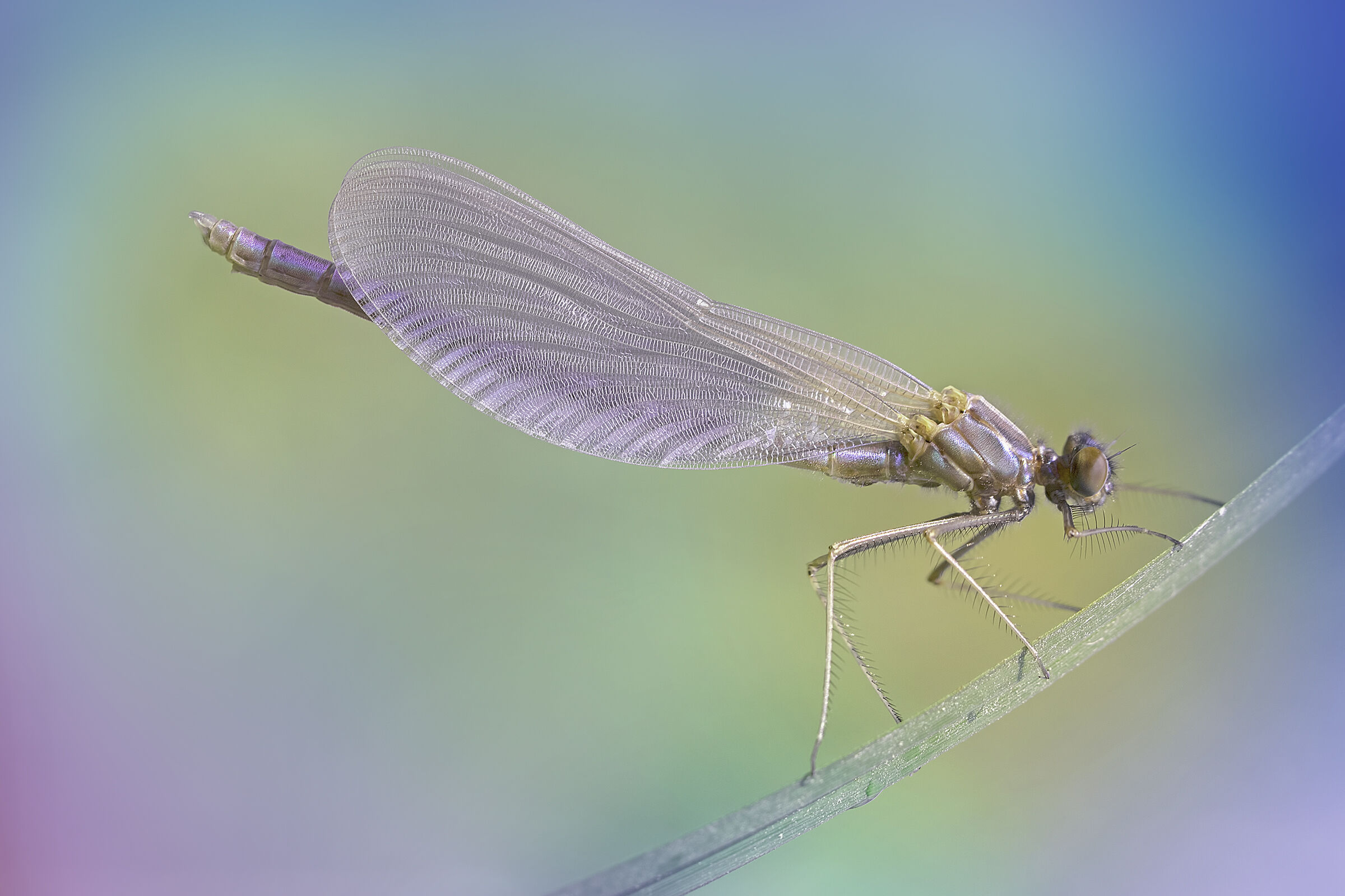 The bridesmaid in a wedding dress