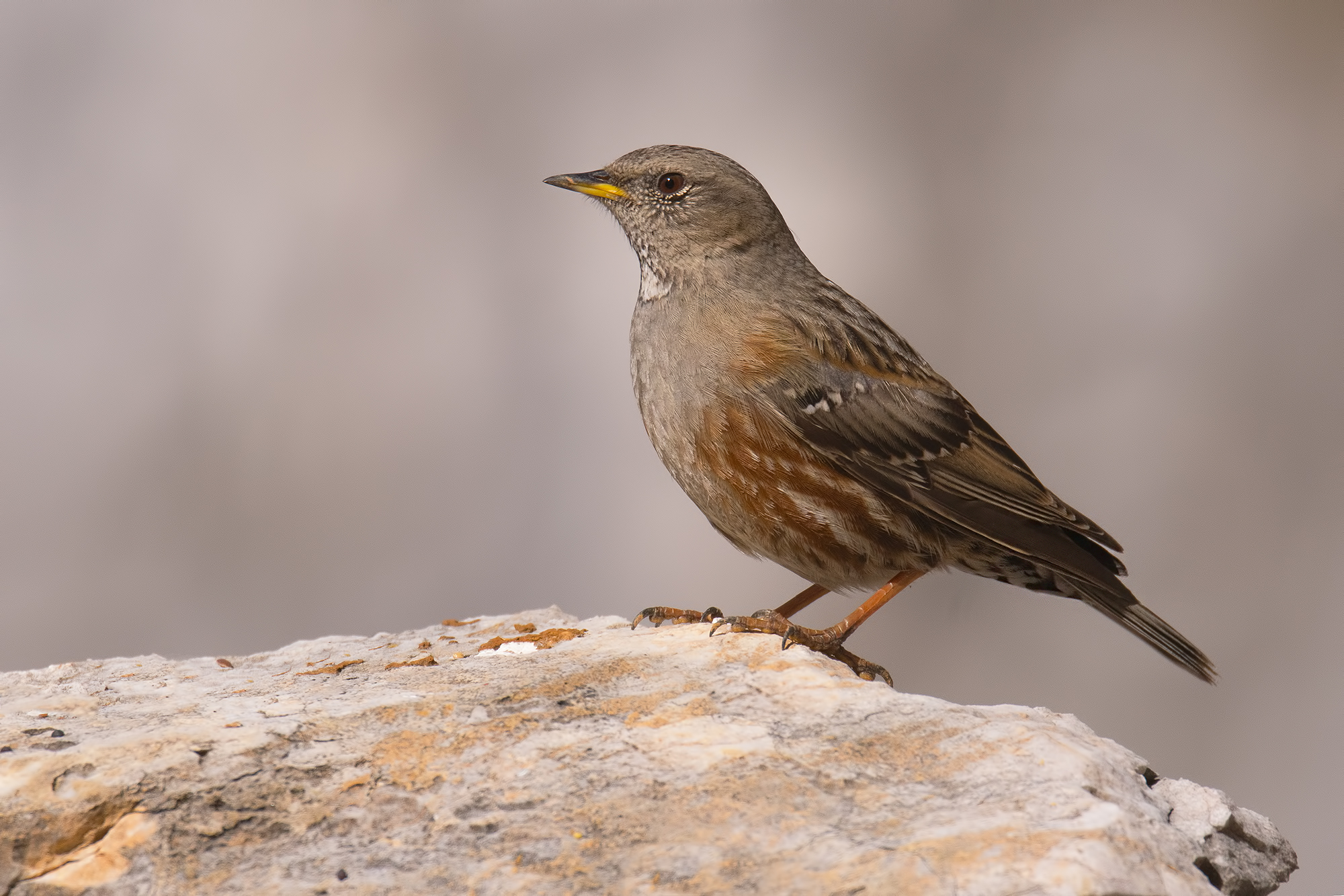 Sordone -Alpi Apuane