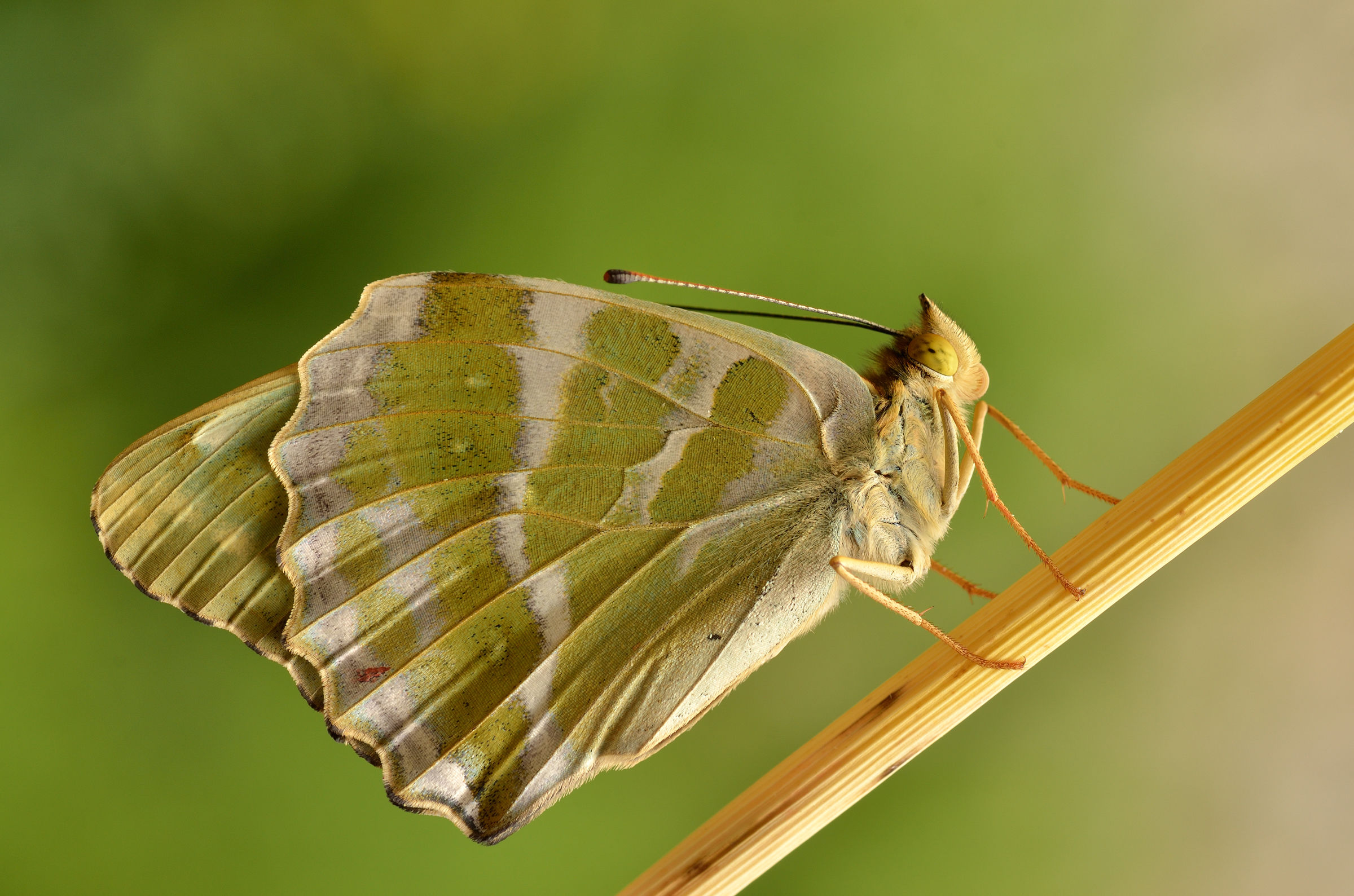 Argynnis paphia f. valesina