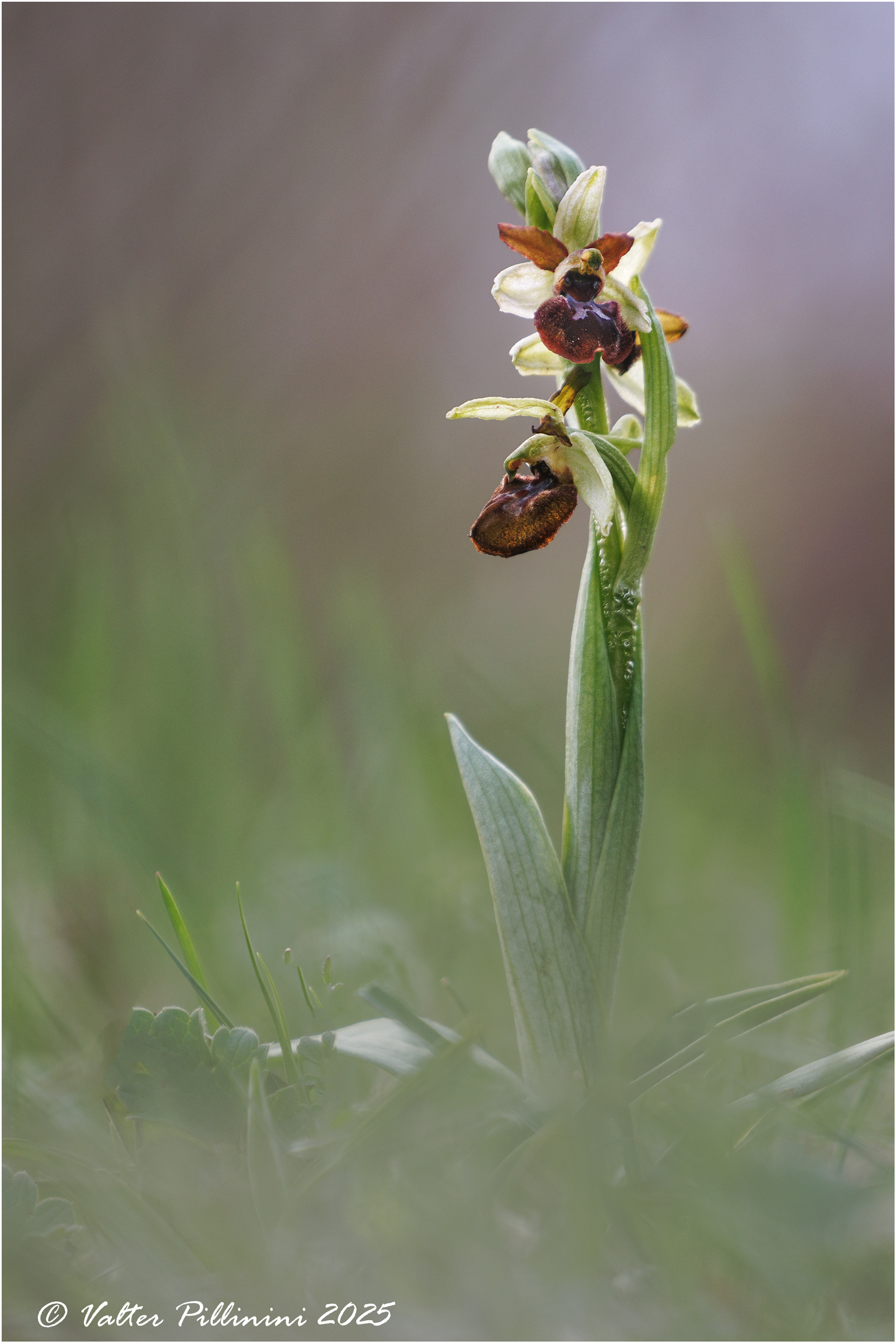Ophrys sphegodes.