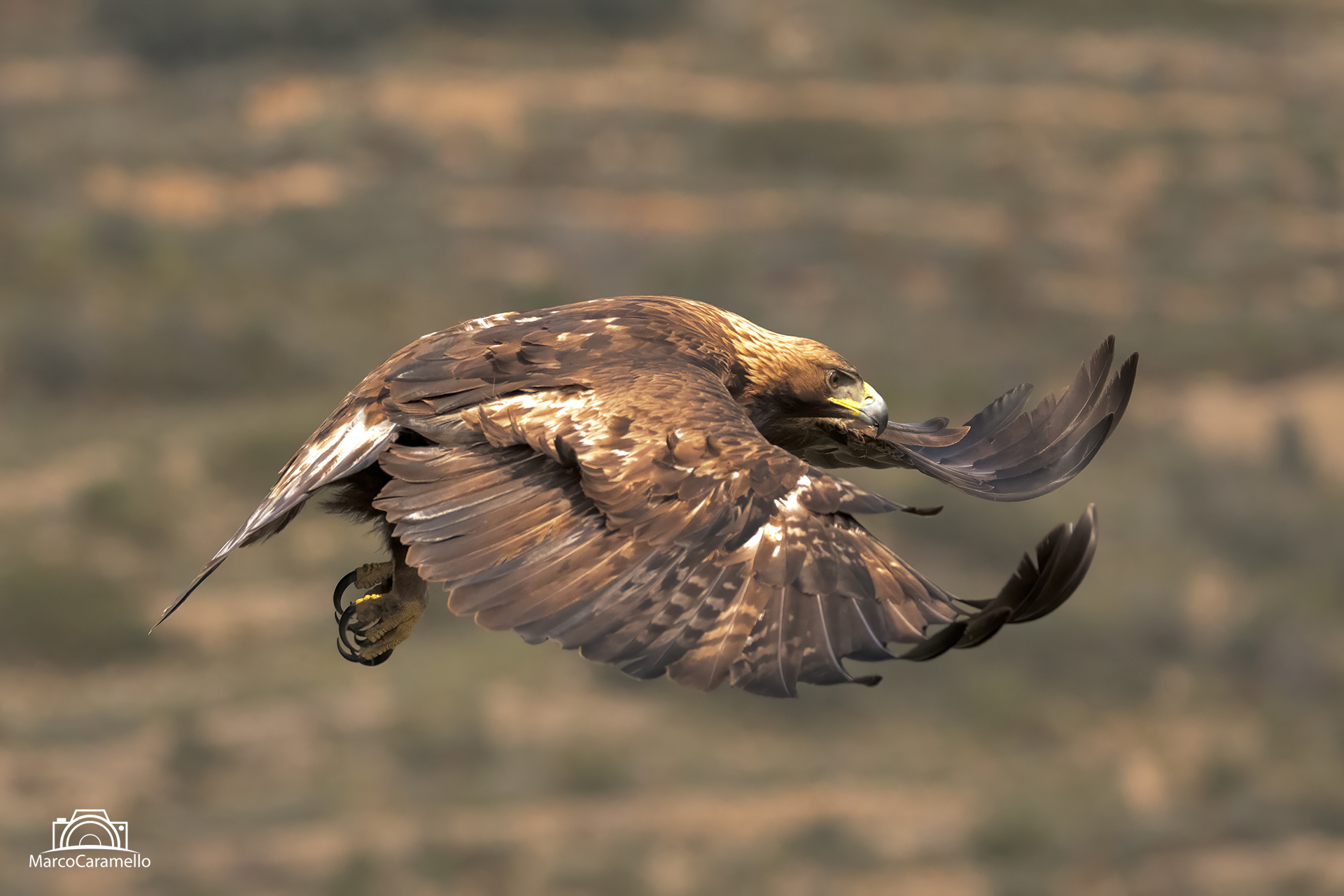 Golden eagle