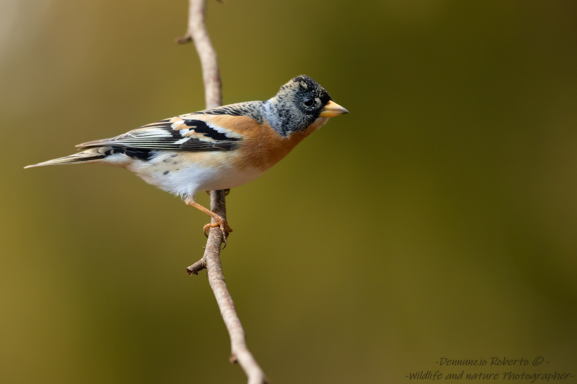 Brambling