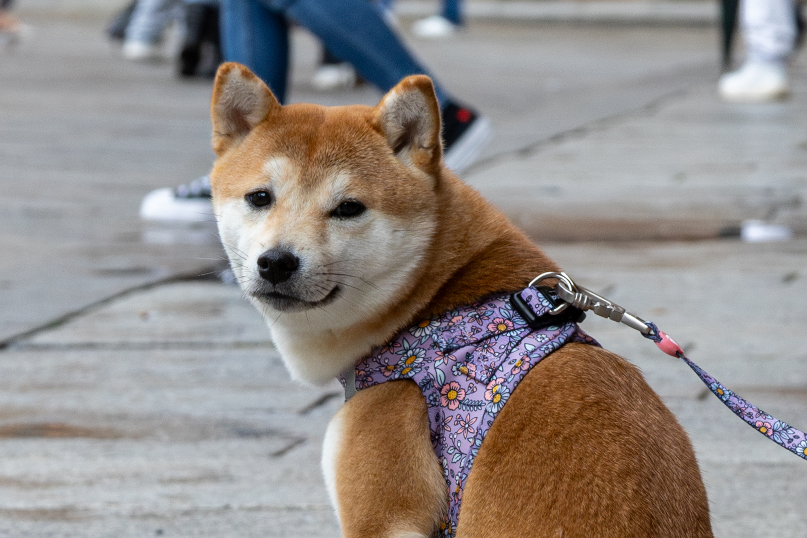 Shiba