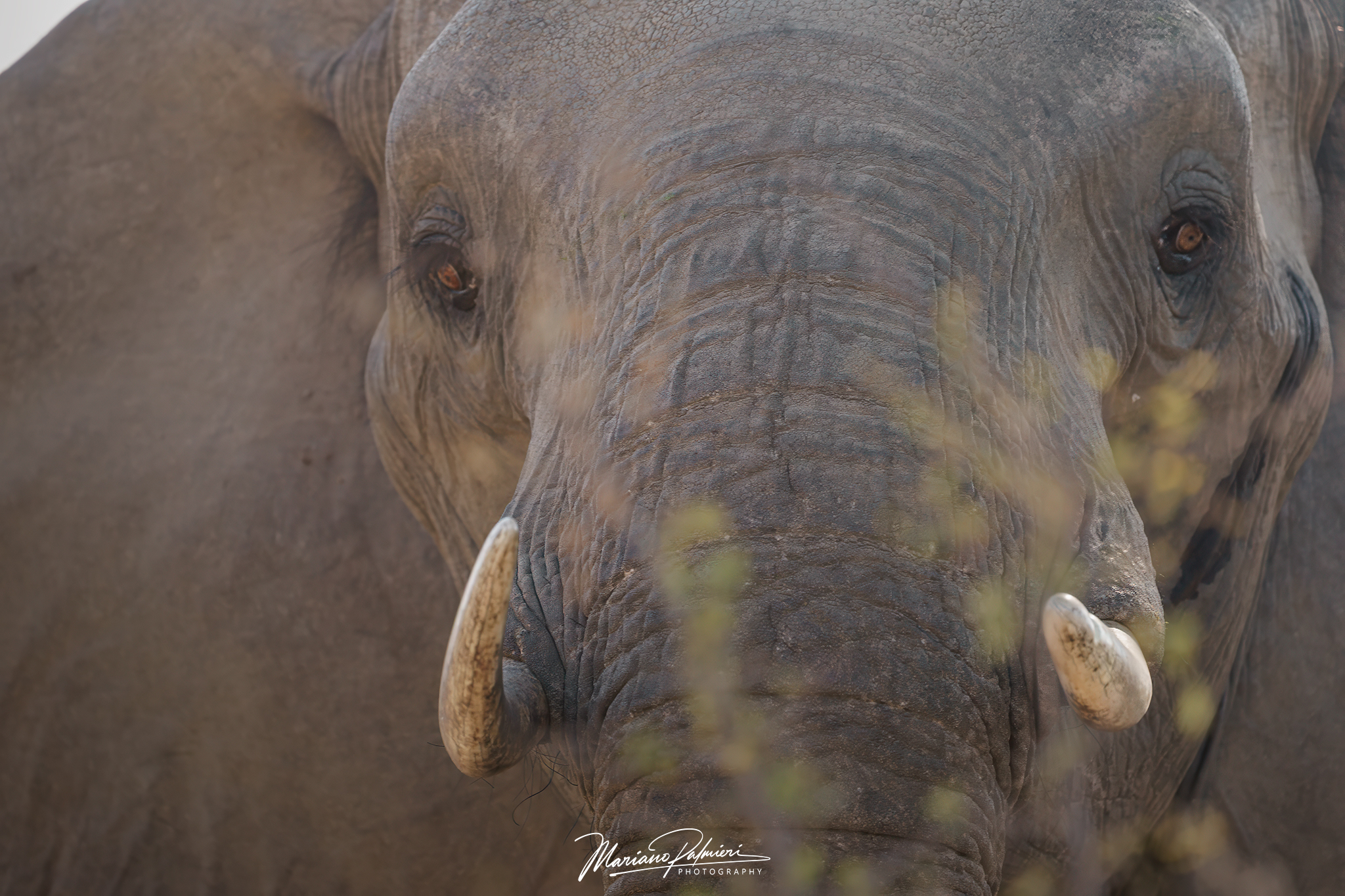 A Gentle Giant
