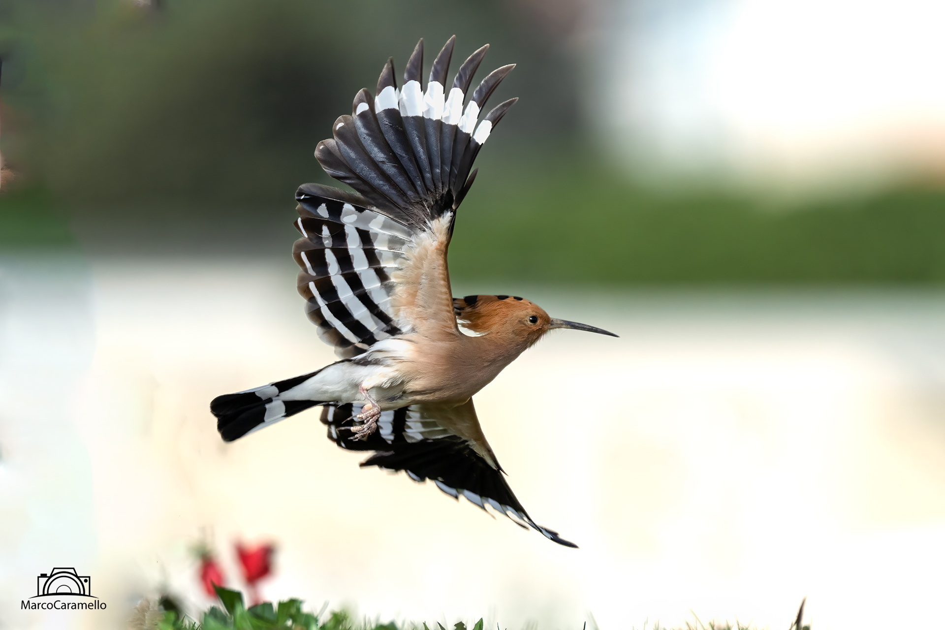 Hoopoe
