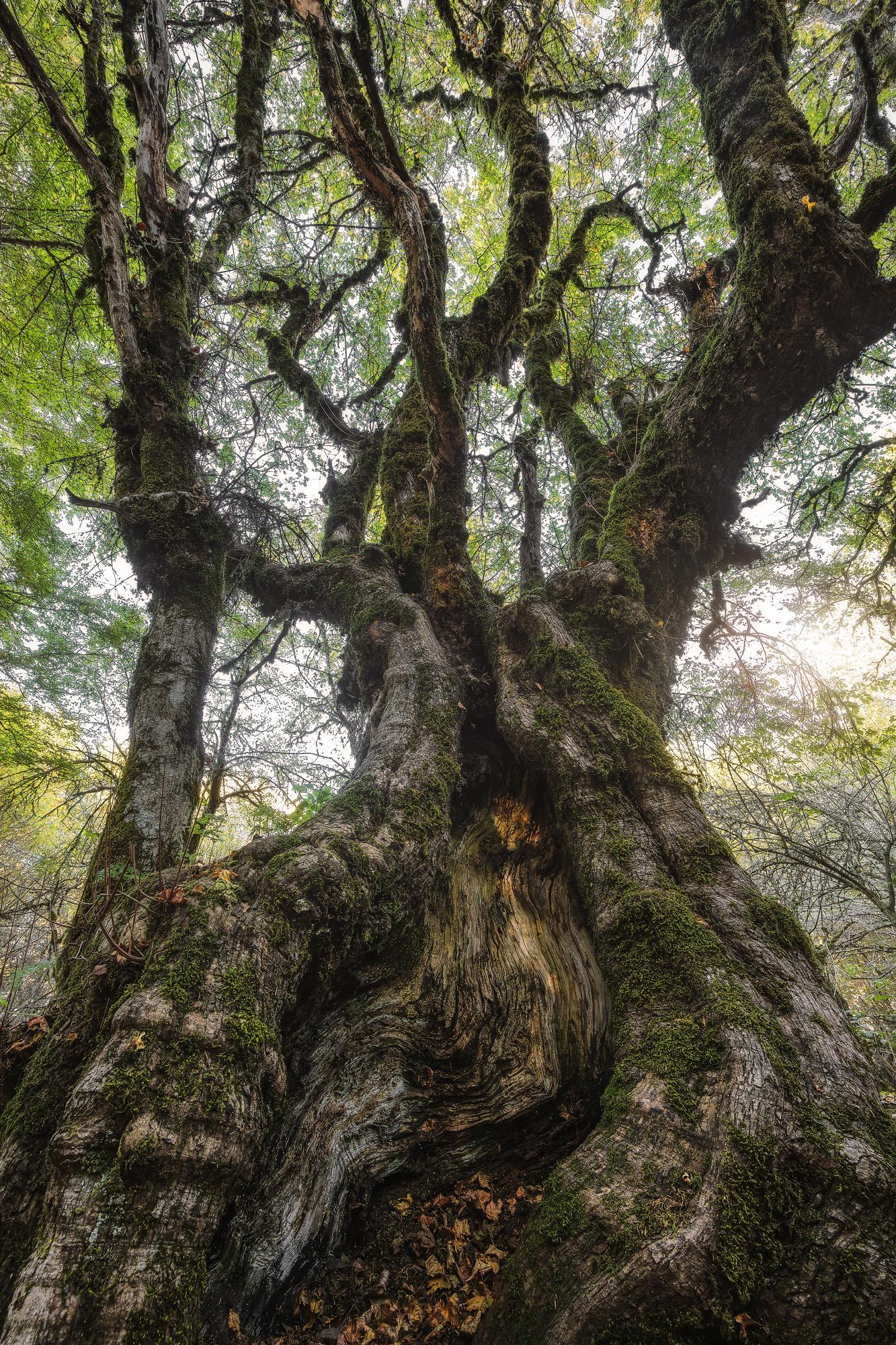The Guardian of the Forest