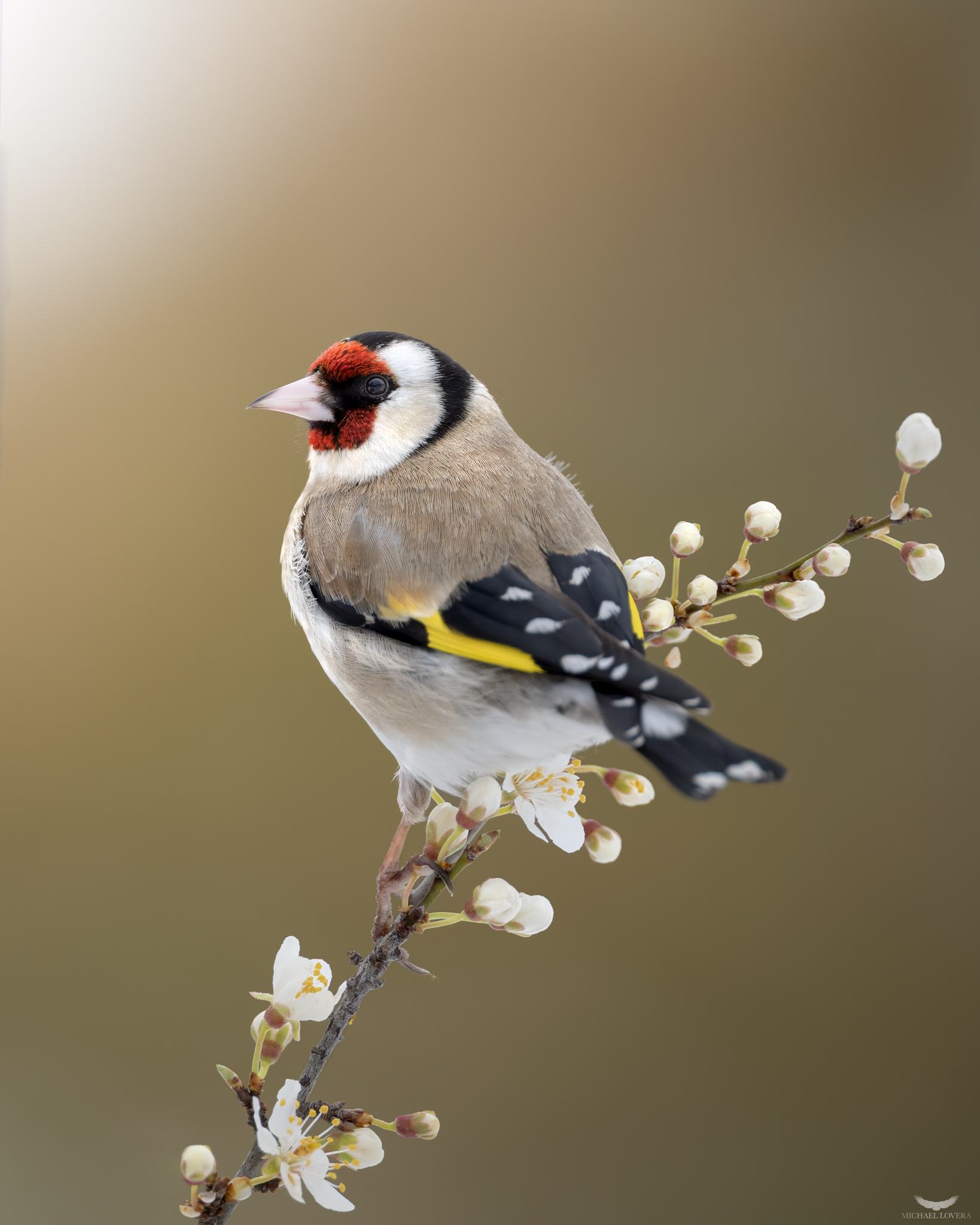 Cardellino primaverile