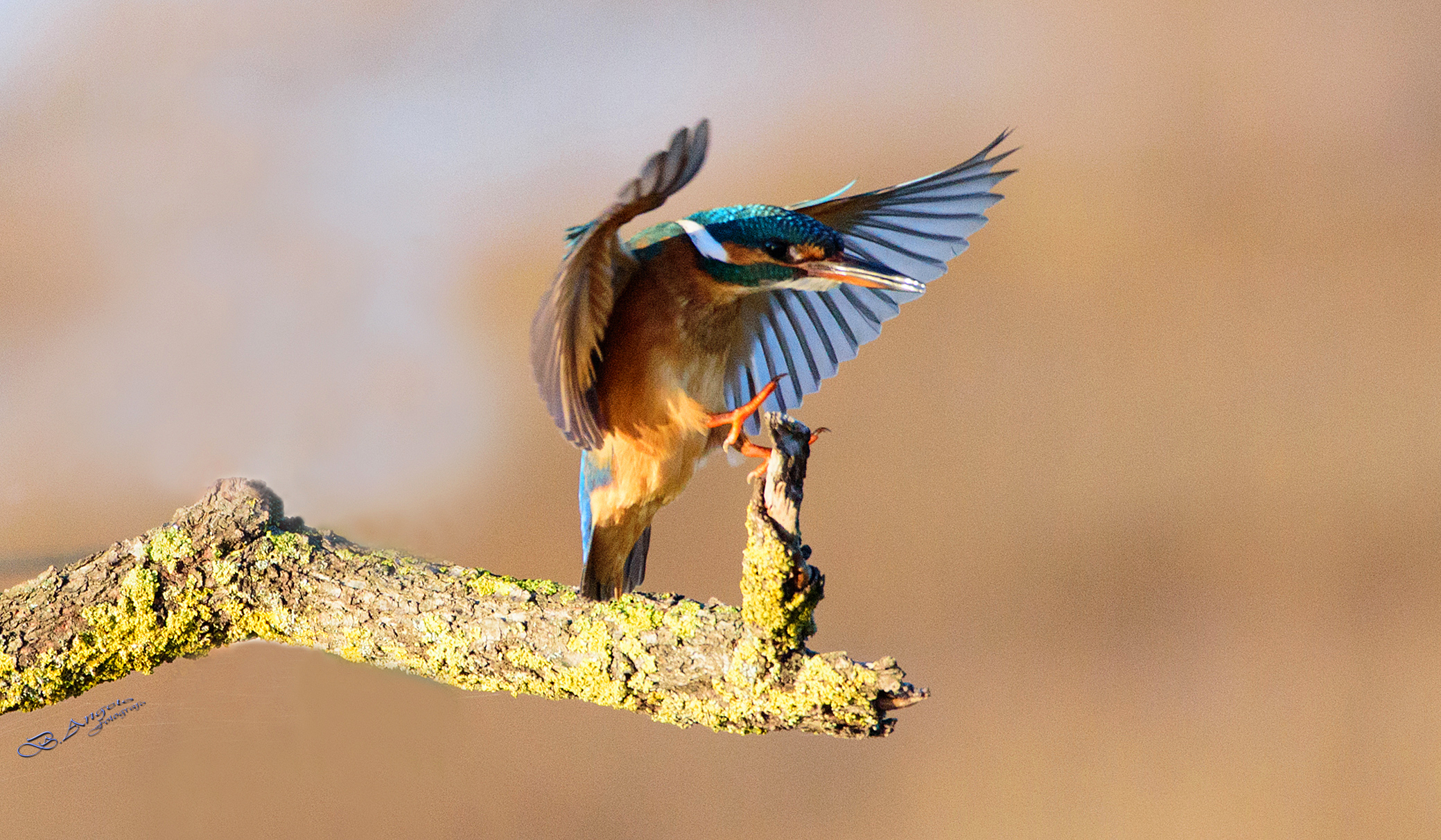 " l'atterraggio della Martina "