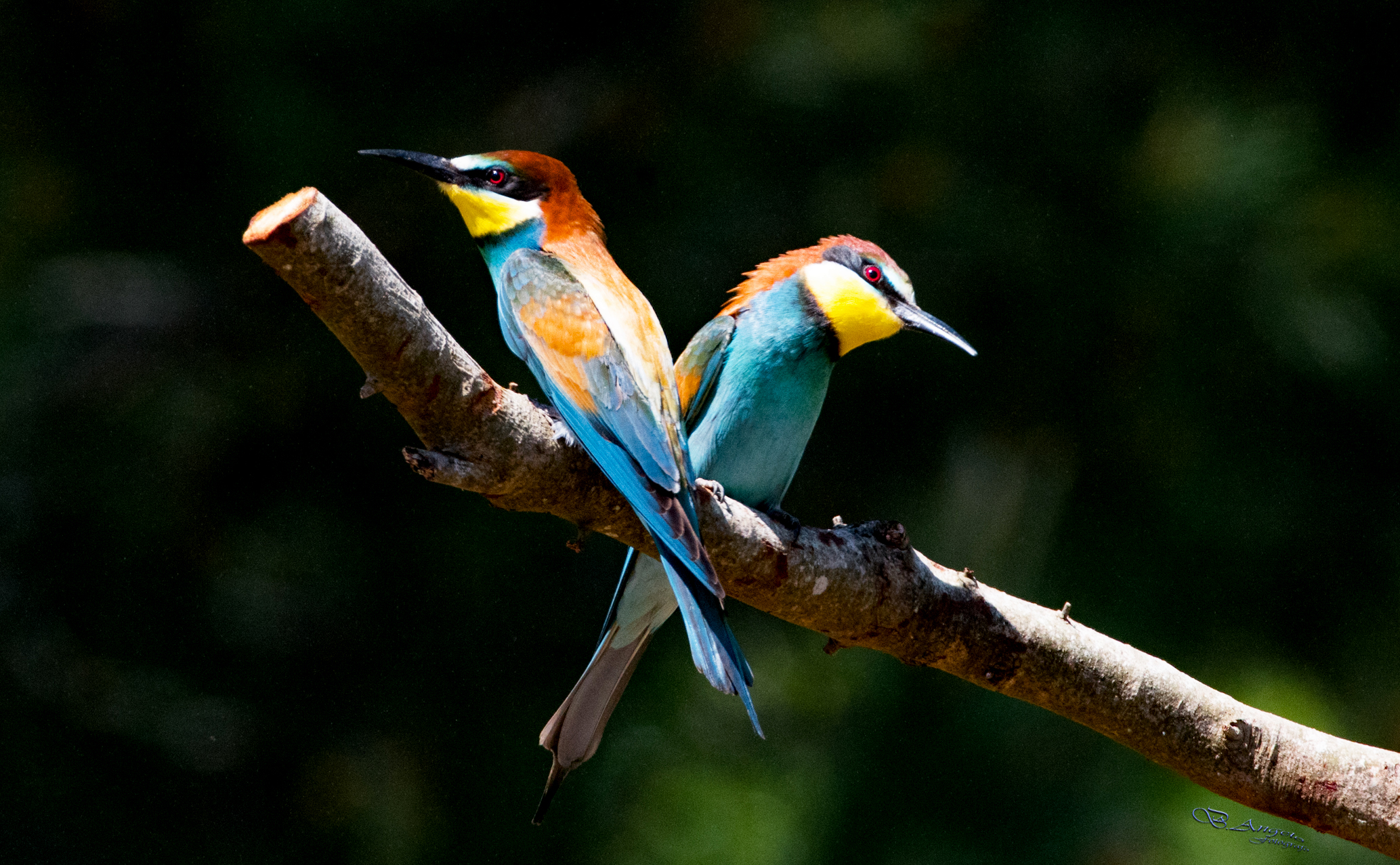 " nell'attesa che tornino "  (Gruccioni)